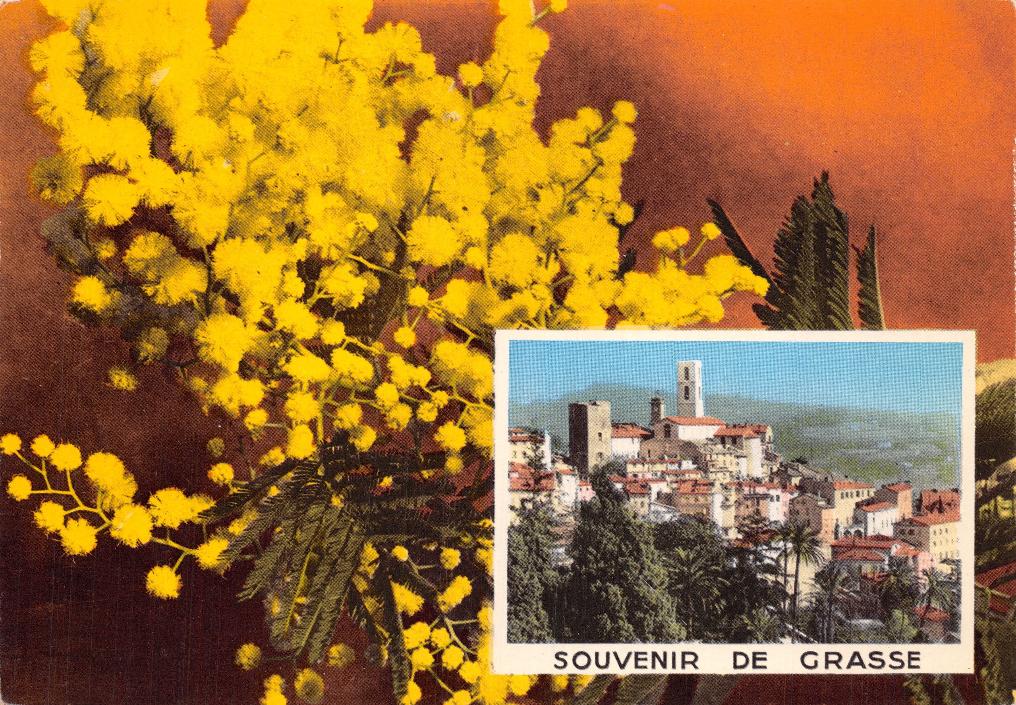 Flores de mimosa — vista de Grasse — Recuerdo de Grasse, editor Cote d'Azur