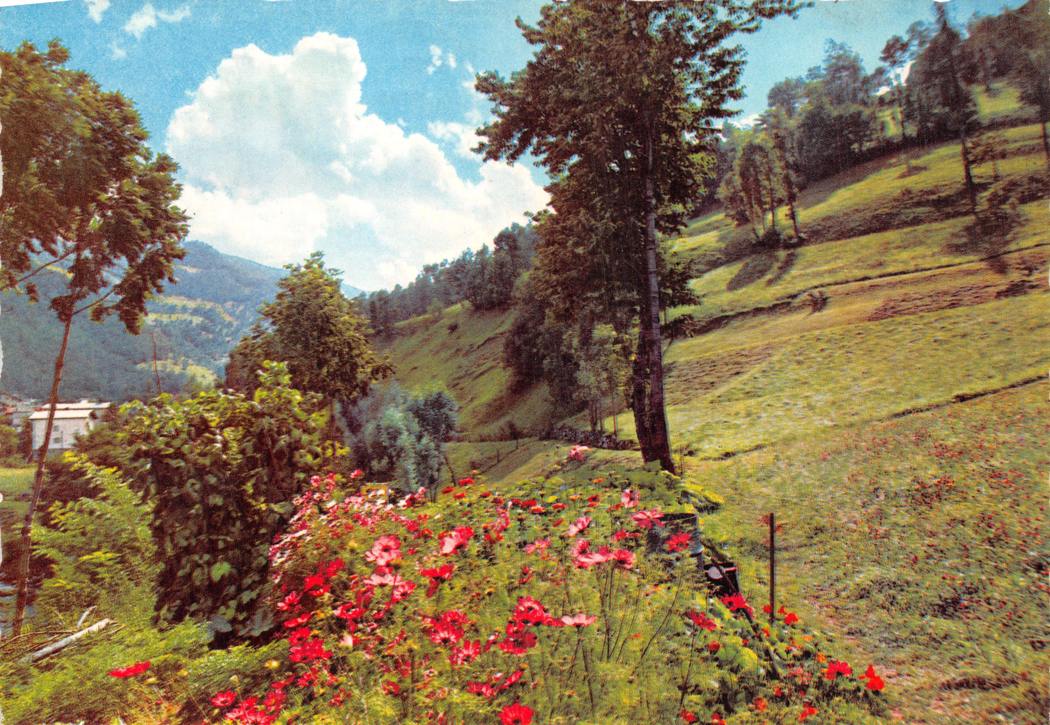 Paesaggio montano con fiori rossi — editore 'Strepto in Italia Repro' n° 1841/7