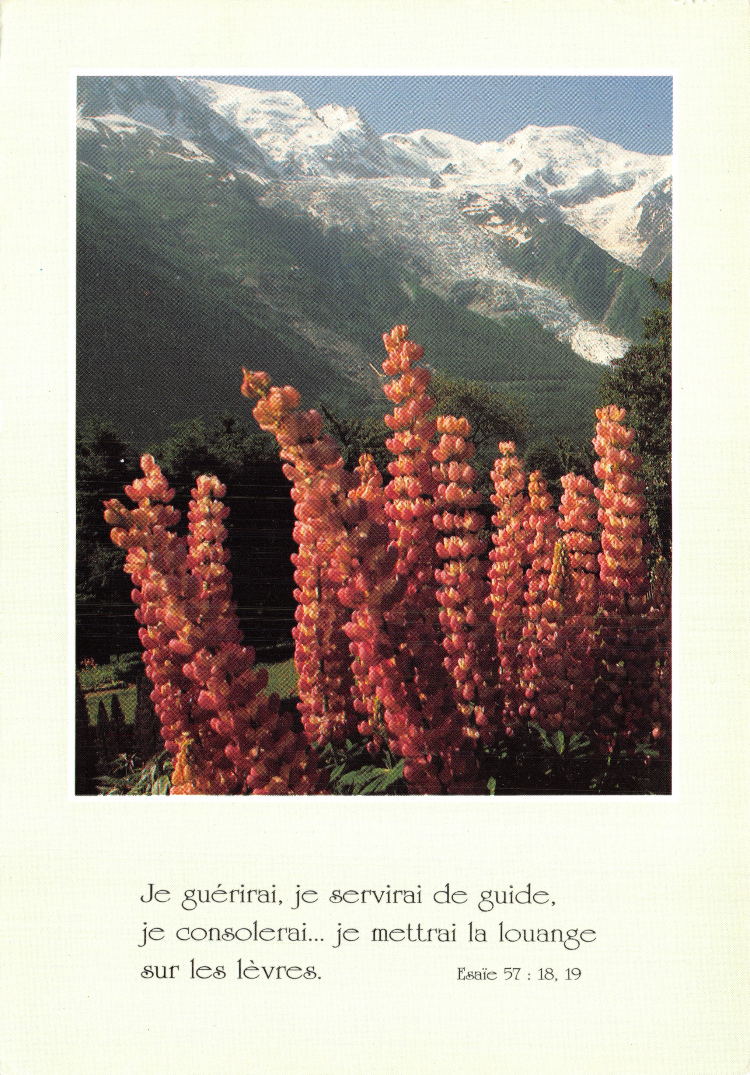 Lupinen in bloei — uitzicht op de Mont-Blanc in de achtergrond — uitgever Lesort-Paris, nr. CP 1921-1