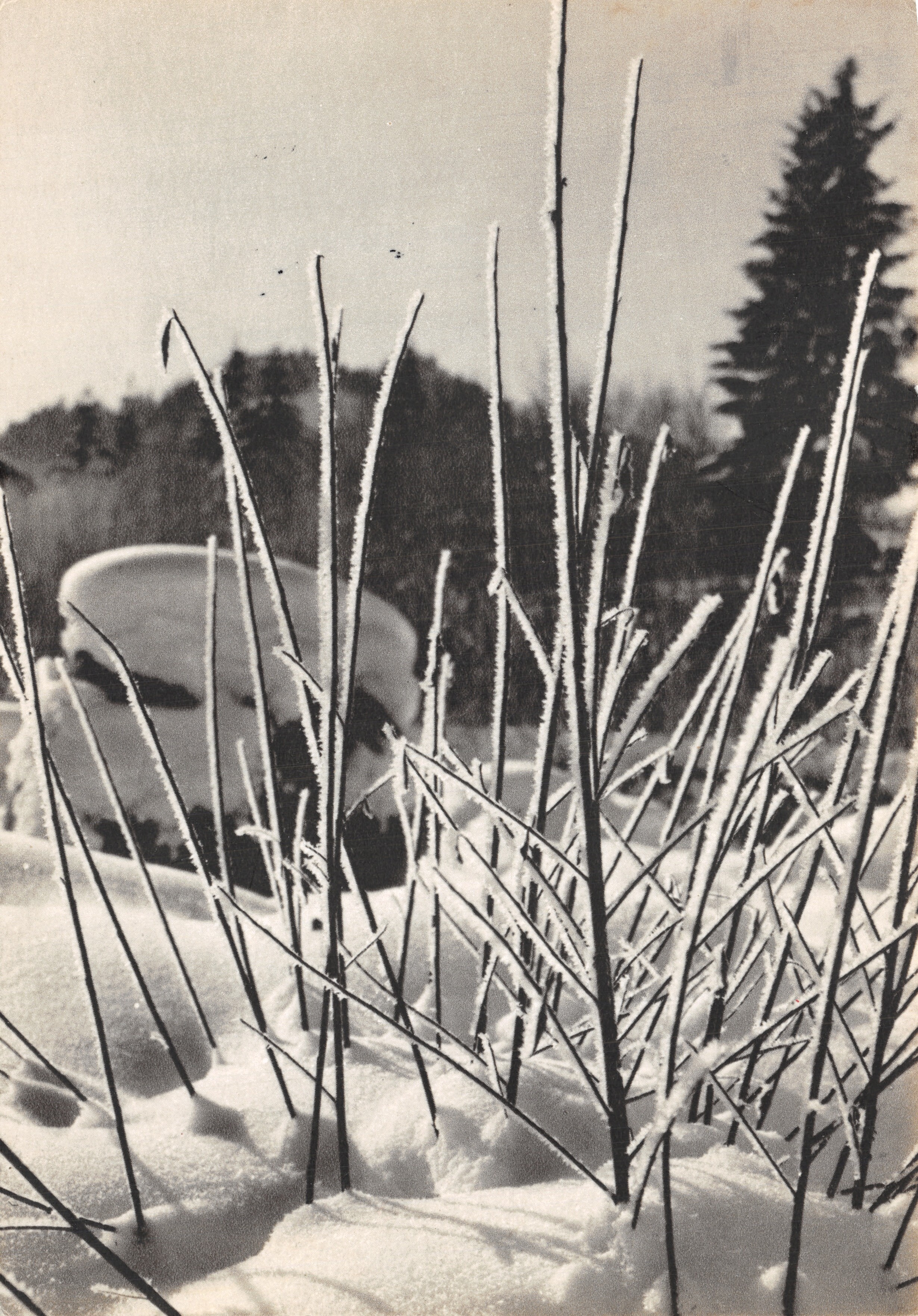 Winterlandschap — sneeuwbedekte weide met bevriesde takjes — Éditions Pierre Lambert S.A.
