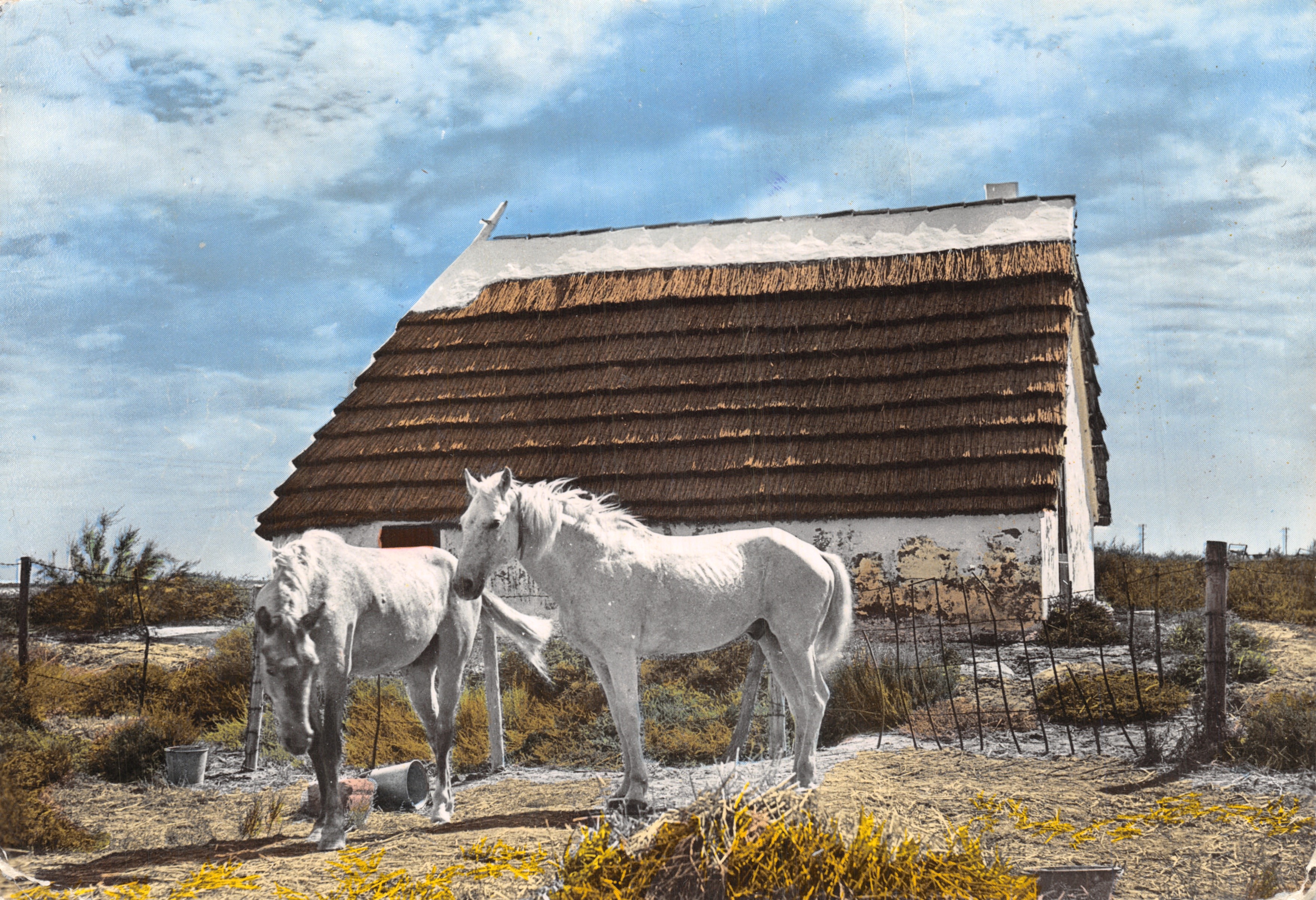 Chevaux de Camargue — cabane de gardians — Éditions Carpentrass