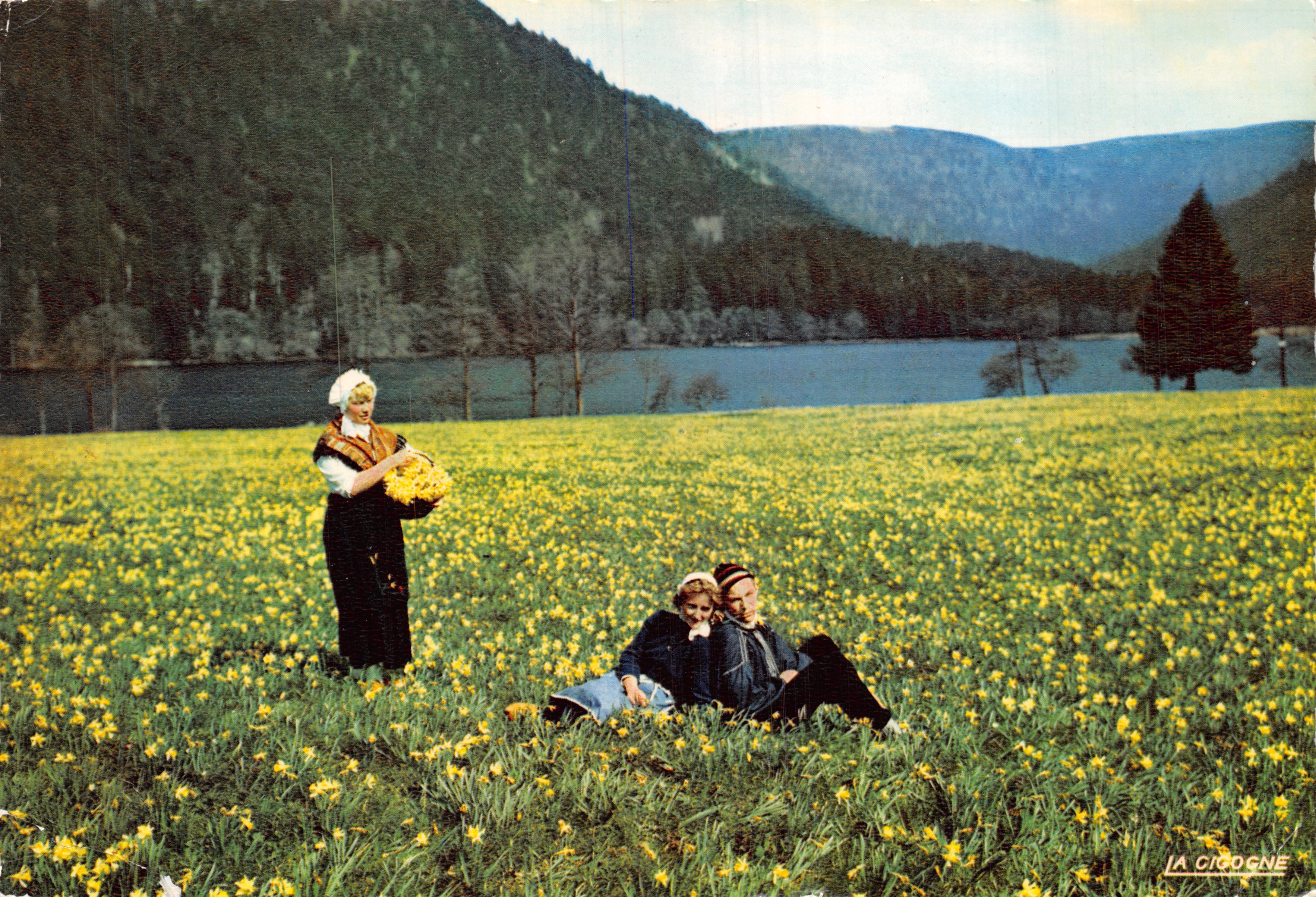 Champs de jonquilles — vue des Vosges pittoresques — éditeur LA CIGOGNE