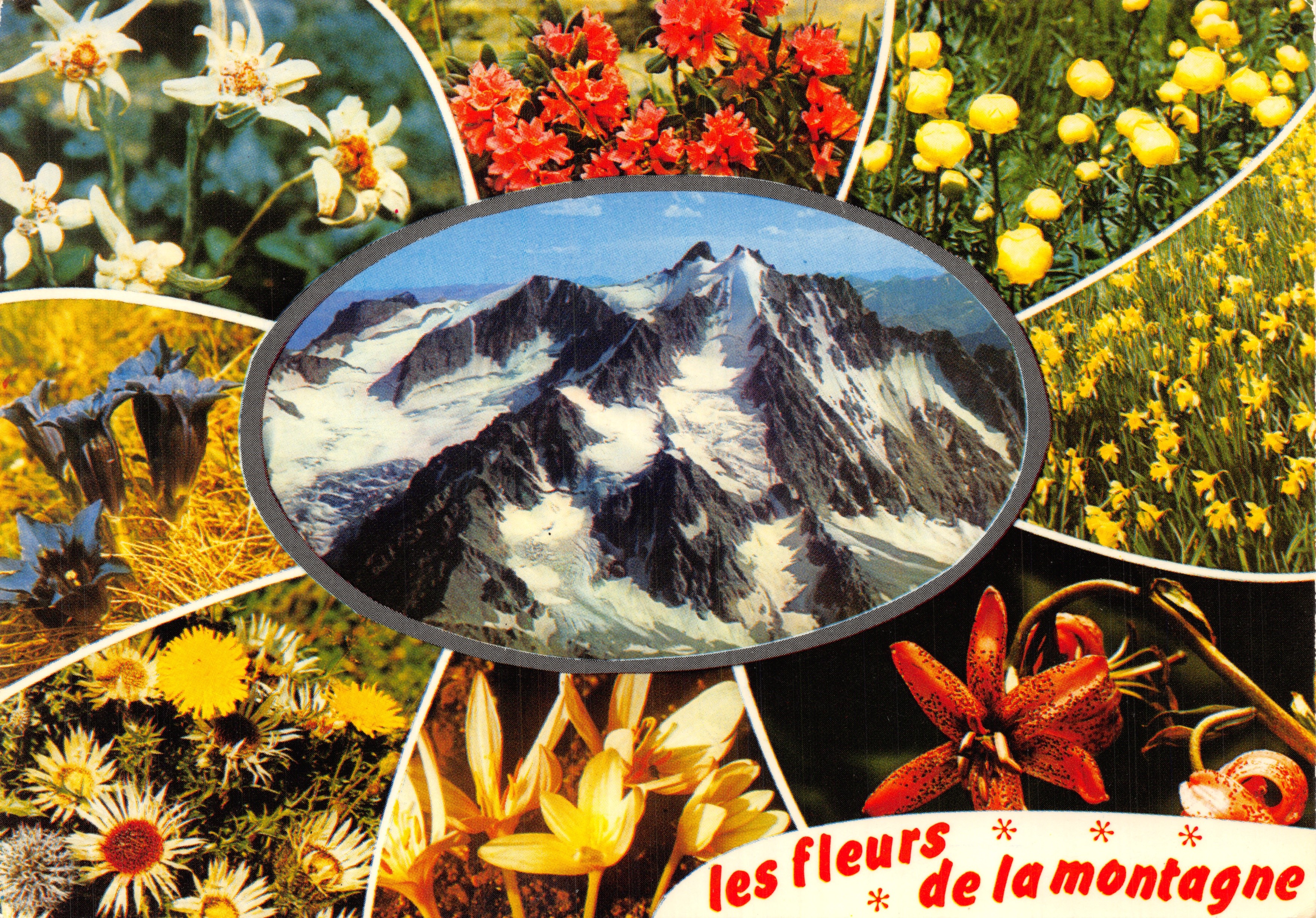De bloemen van de berg — weergave van gesneeuwde Alpen — Éditions J. CELLARD