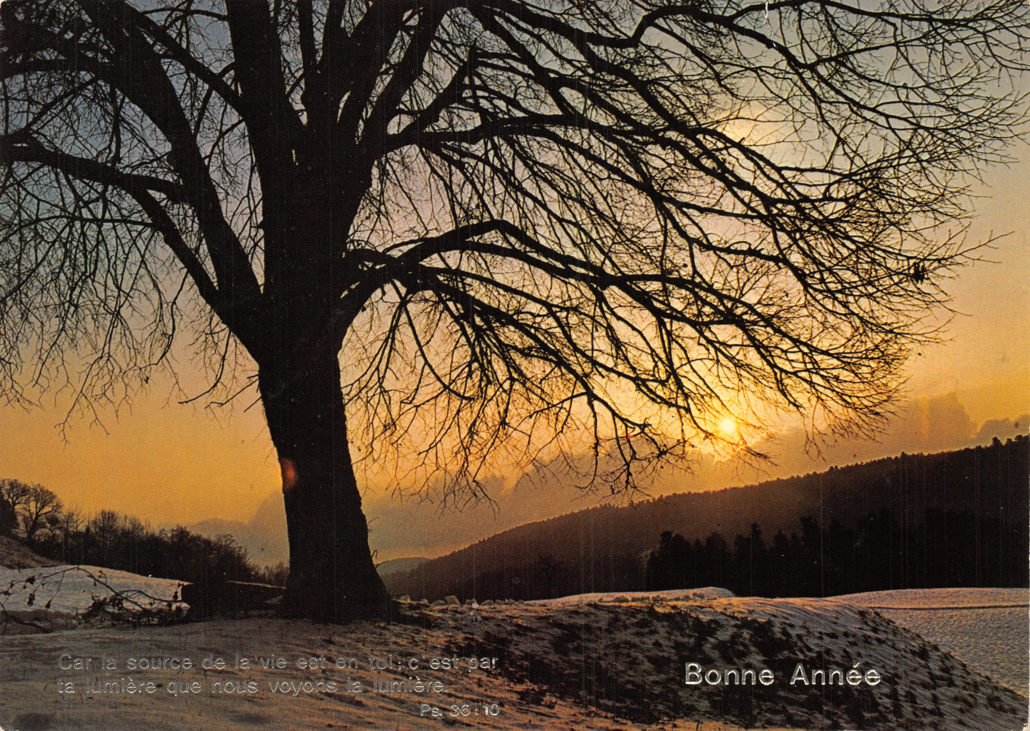 Eenzaam boom bij zonsopgang — winterlandschap met sneeuw — uitgever Géopédio Éditions Davaz, nr. 345-1