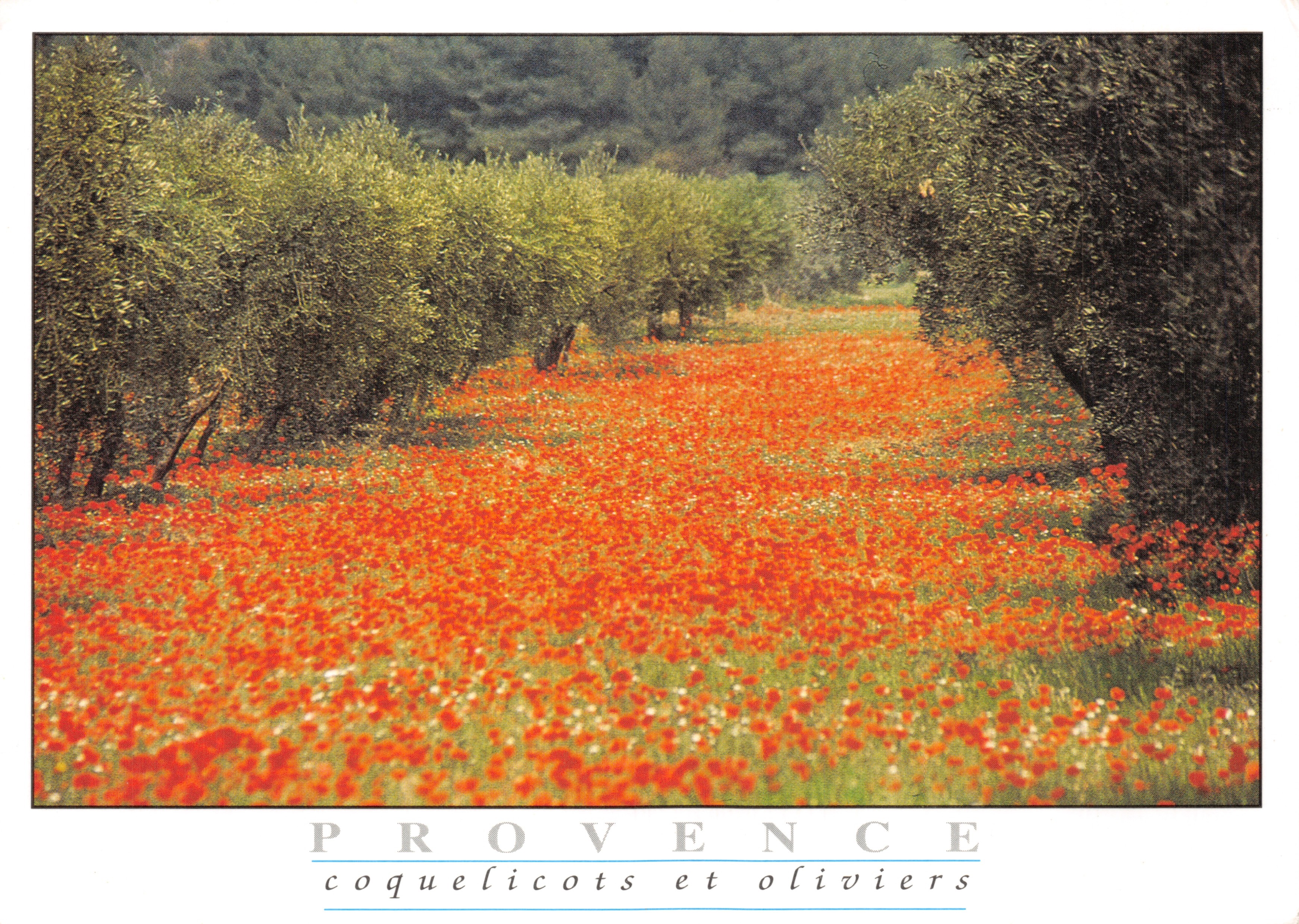 Provence — poppies and olive trees — Society AJAX, n° 9617