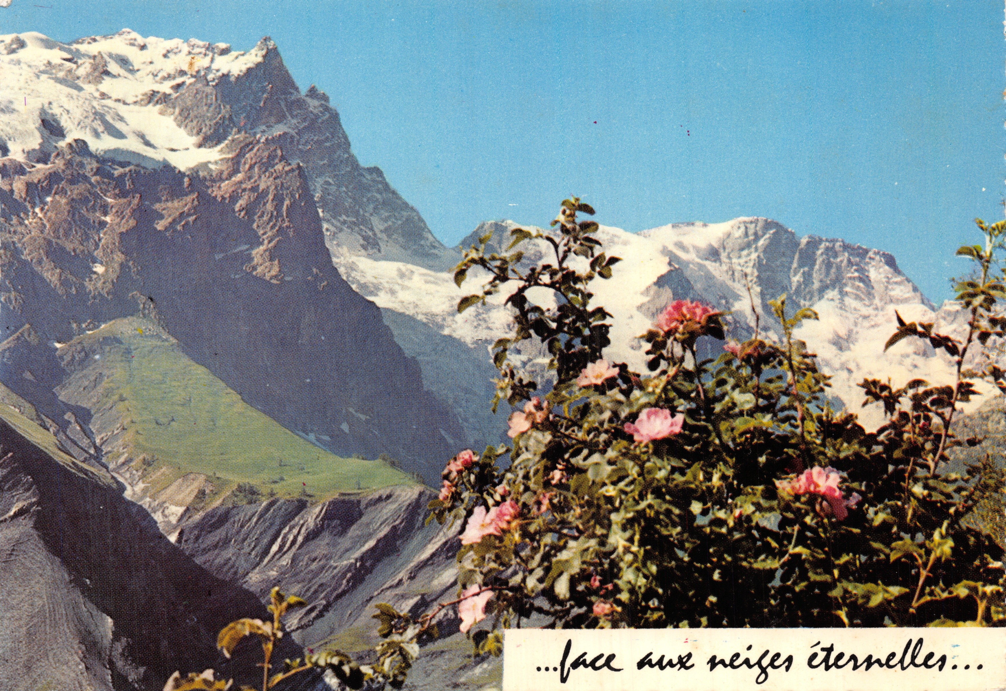 Mont Blanc — panoramische uitzicht met rozen in de voorgrond — Éditions J. CELLARD