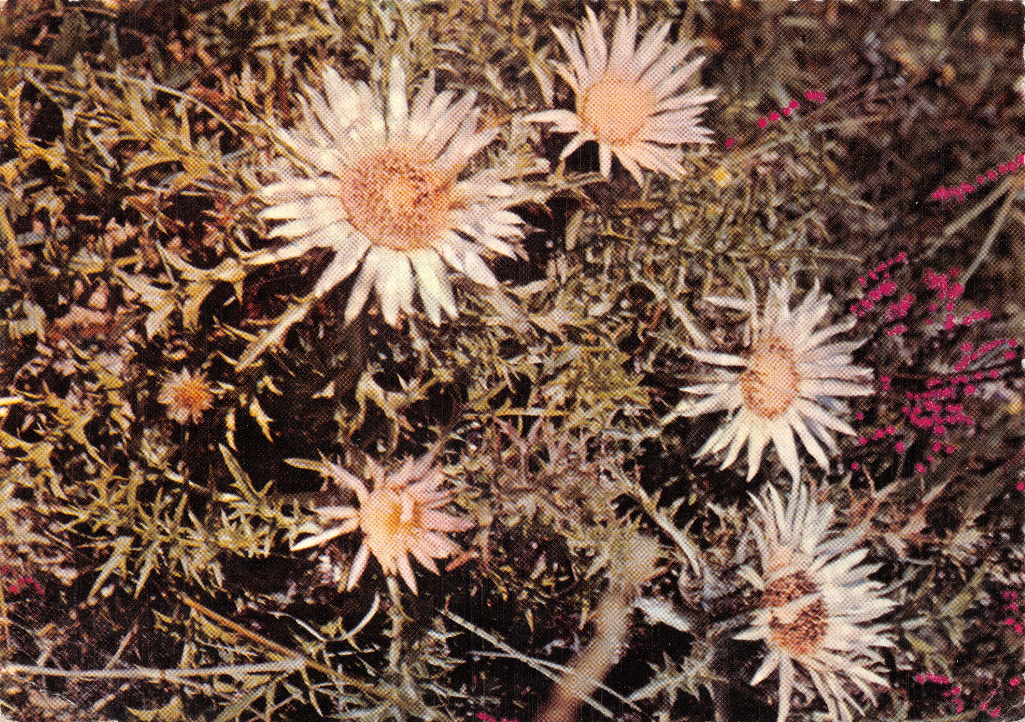 Chardon argente ou Carlina Acaulis — Éditions EDY Viviers-du-Lac (Savoie) n° 2475