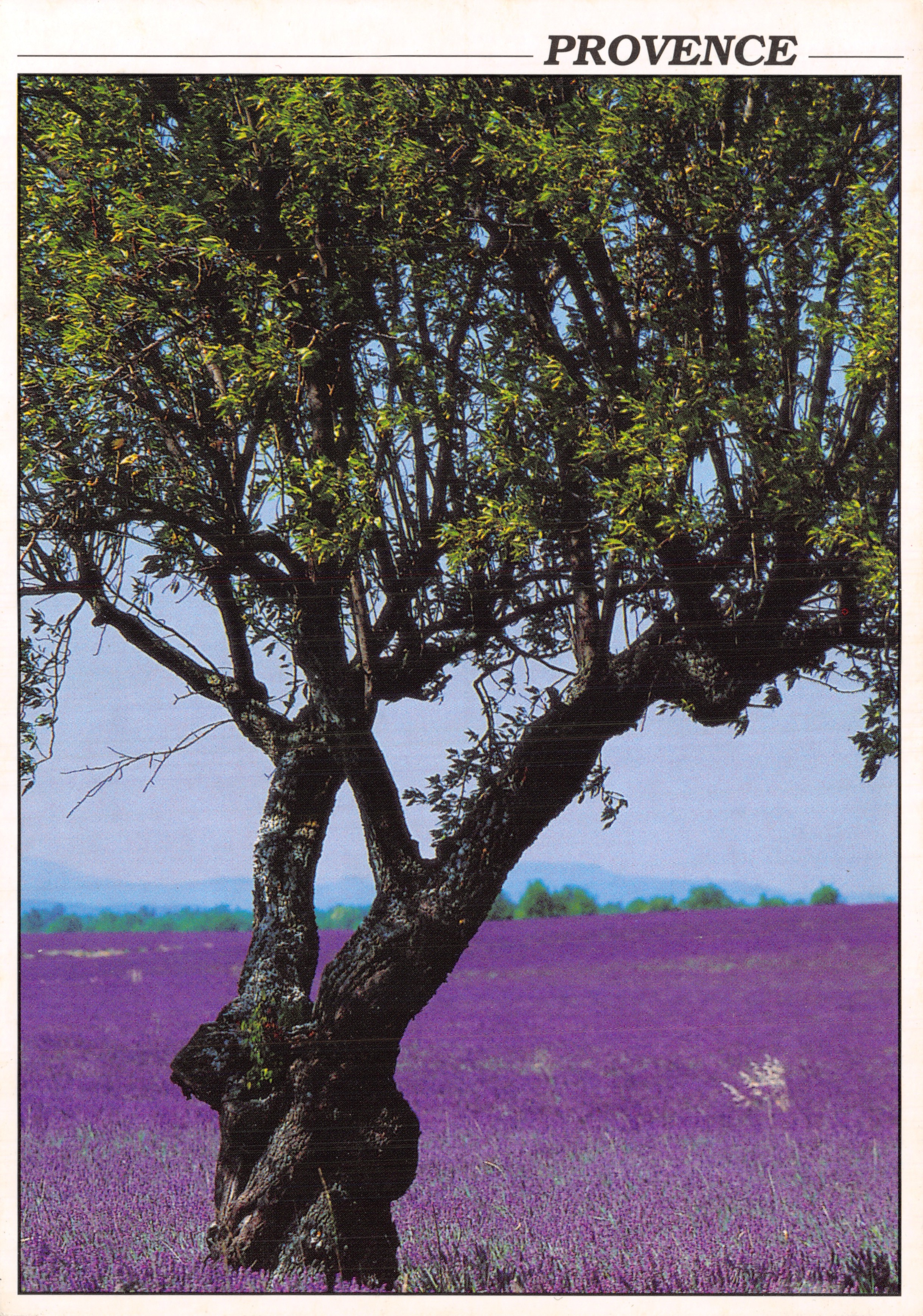 Albero isolato in un campo di lavanda — Provenza — editore Sté PEC, numero di serie 6106