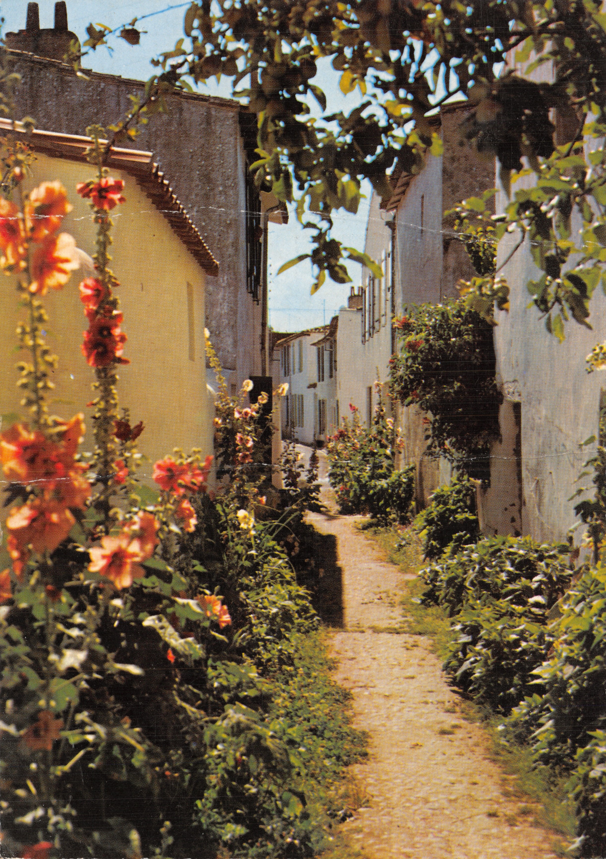 Calle empedrada bordeada de hortensias — Isla de Ré — editor ARTAUD Frères
