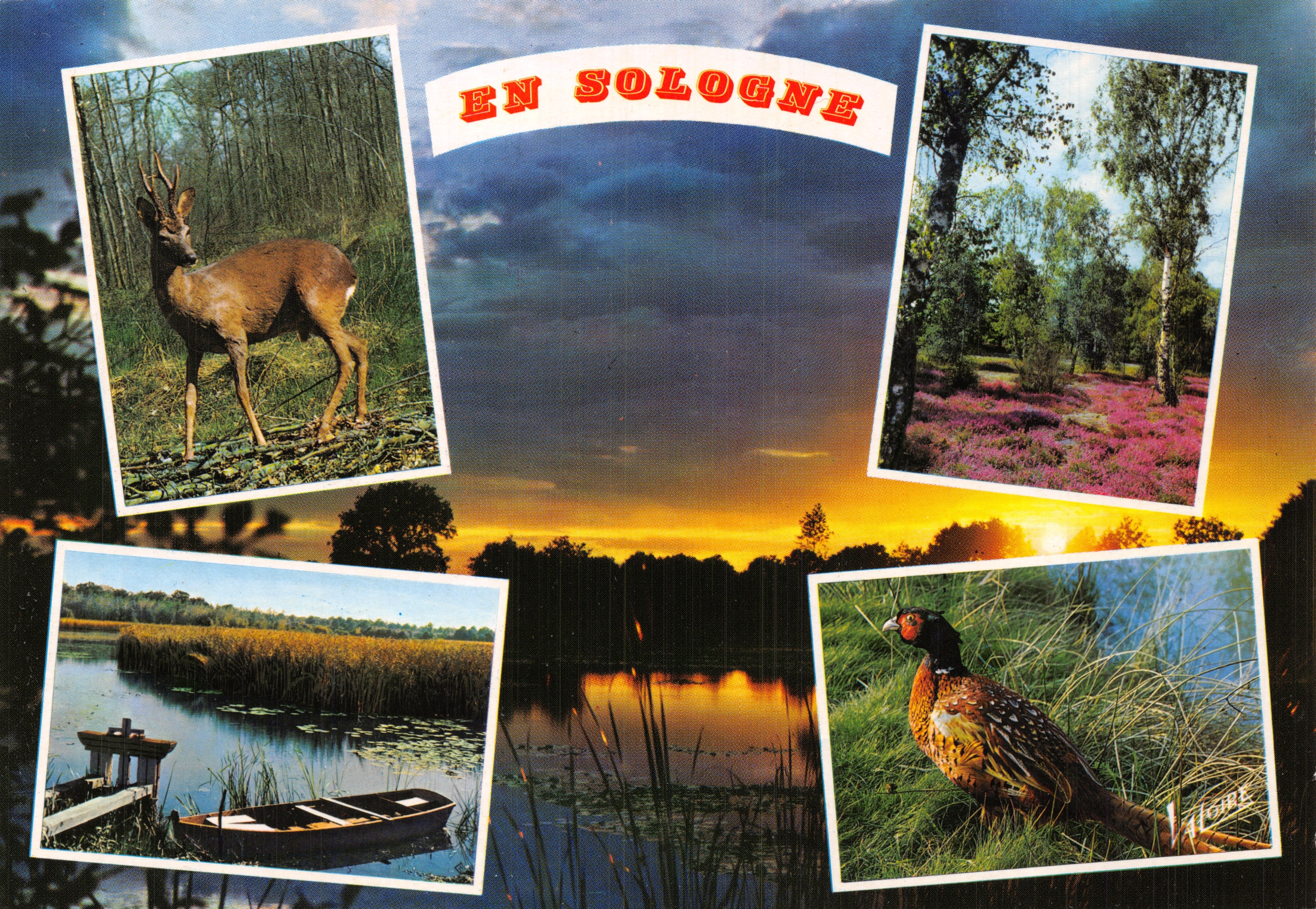 In Sologne — paesaggi e fauna — Editions Leconte