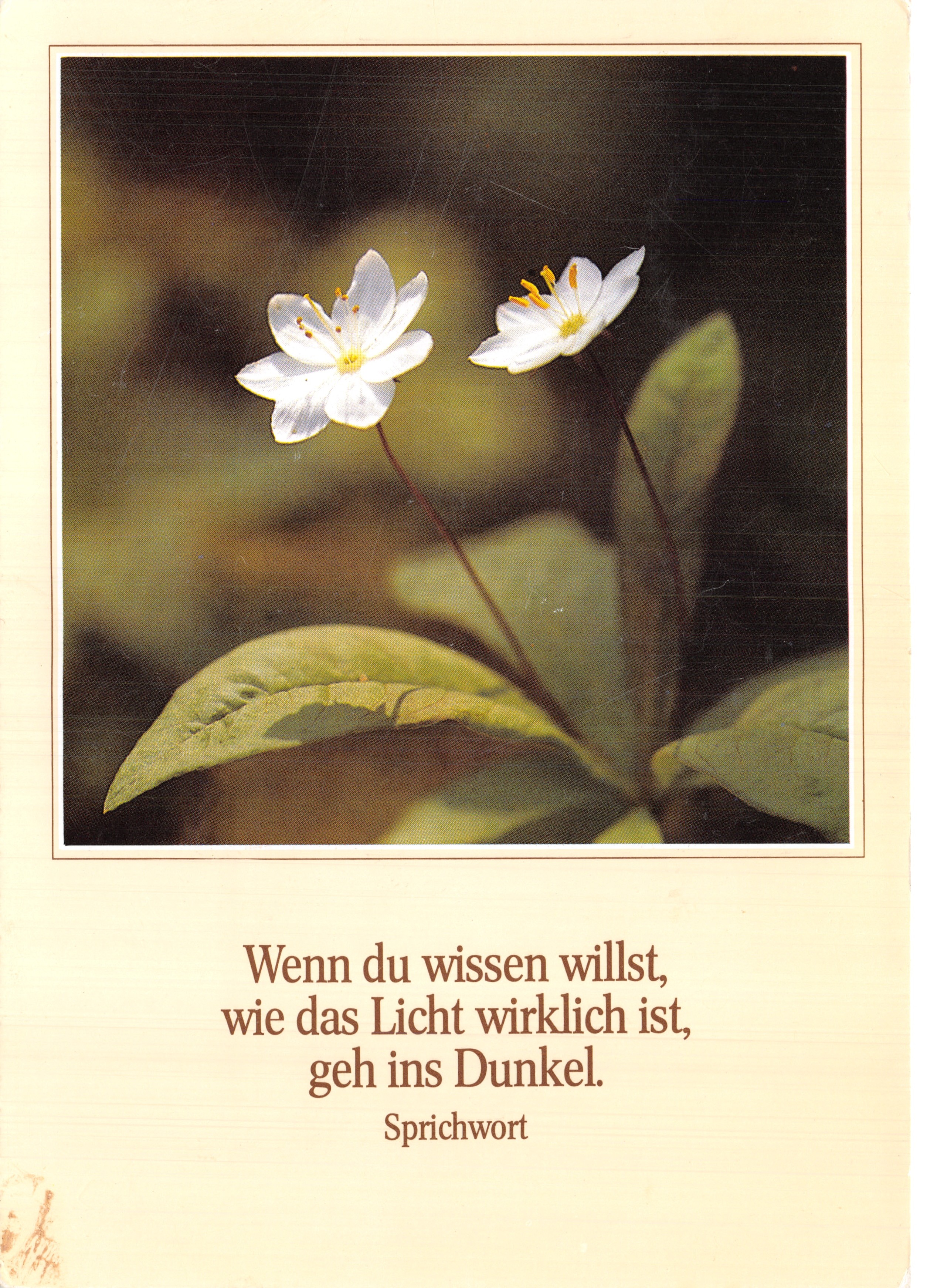 Dos flores blancas — escena natural — Fotokunst Groh, 8031 Wörthsee, n.º 2000 227