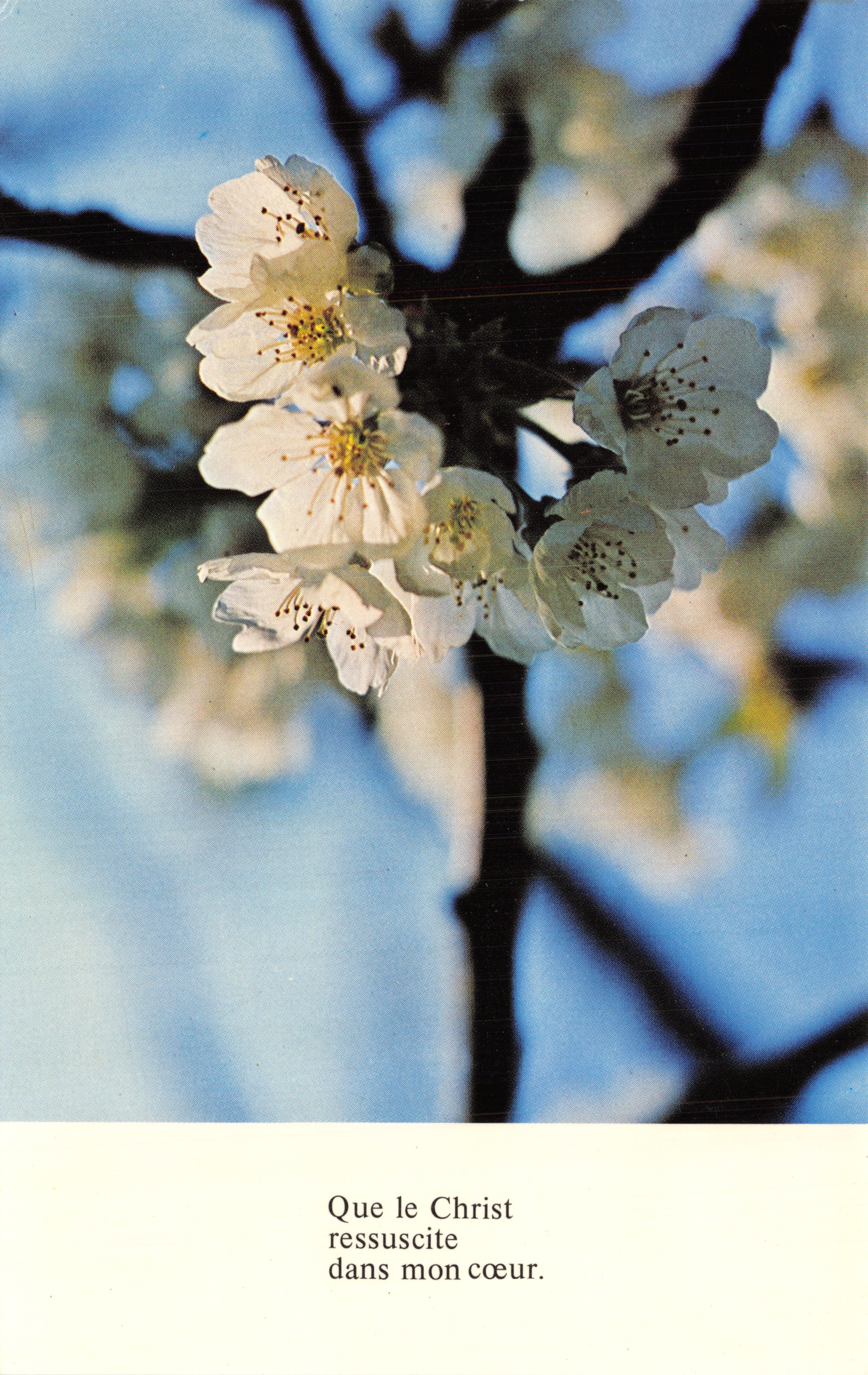 Kirschblüten — Frühlingsszene — Verleger Médiaspaul, Nr. CP 111
