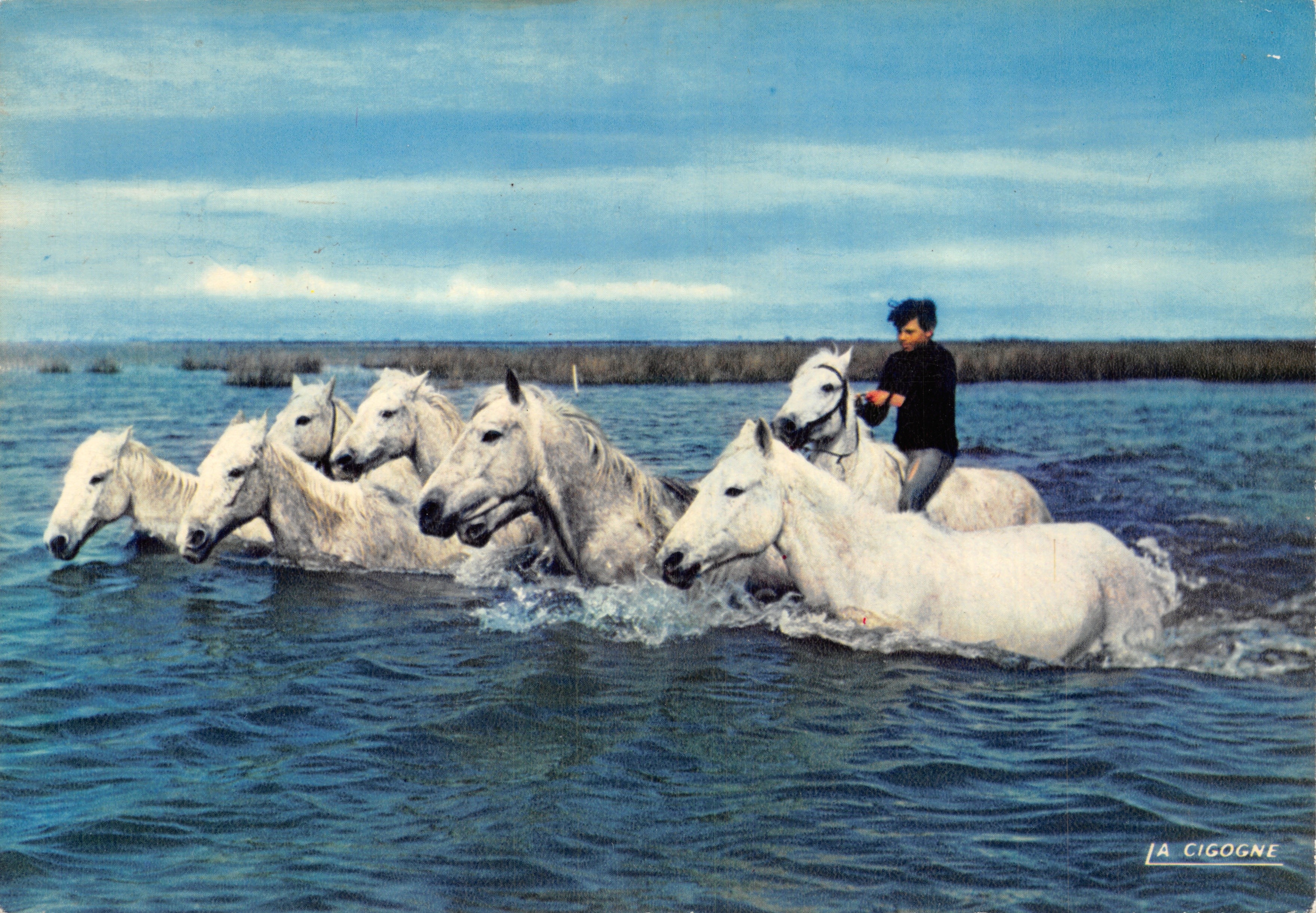 Chevaux sortant du Marais — scène de la vie de Camargue — éditeur LA CIGOGNE