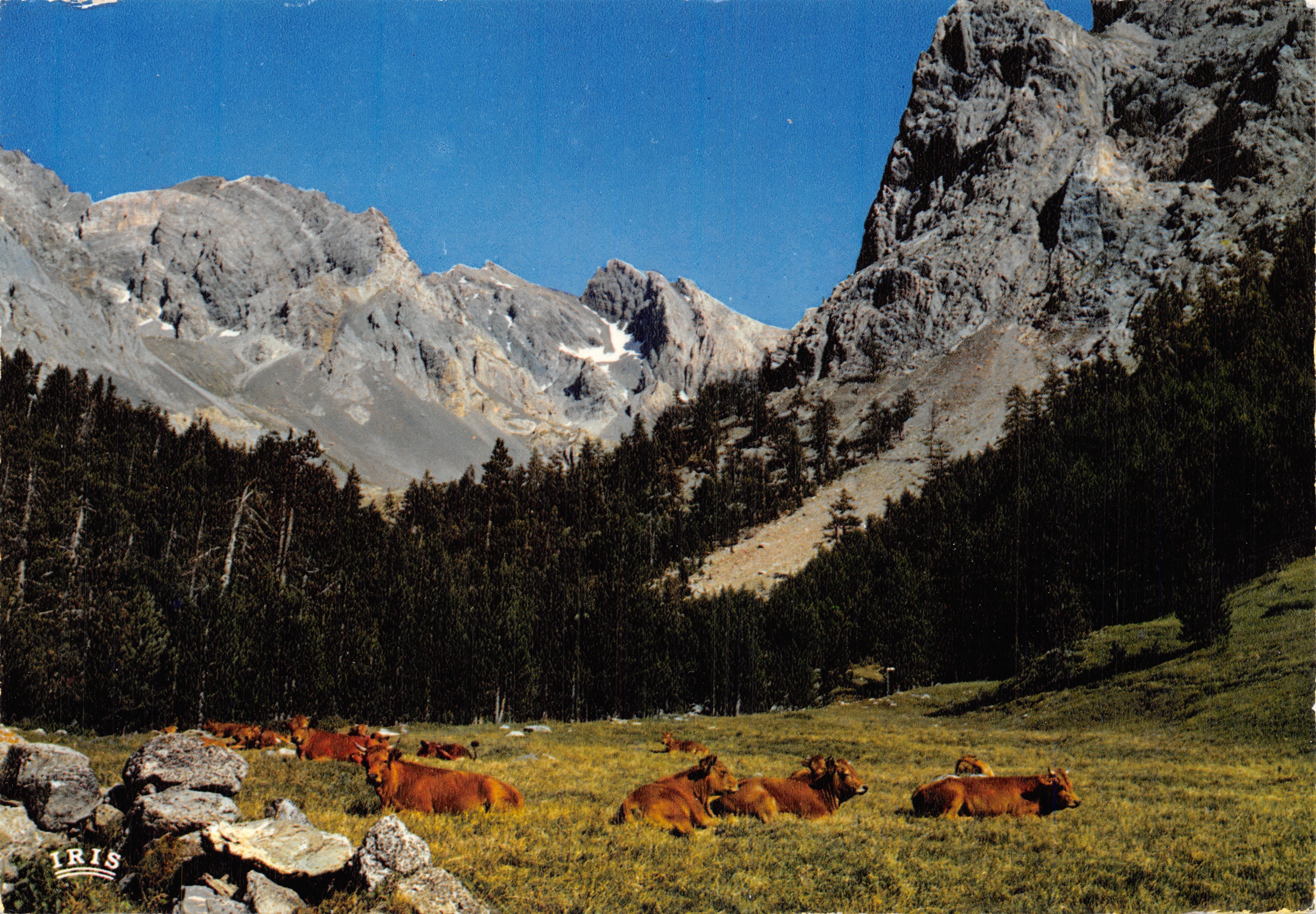 Vallée des Creins — koeien aan de voet van de bergen — uitgever IRIS