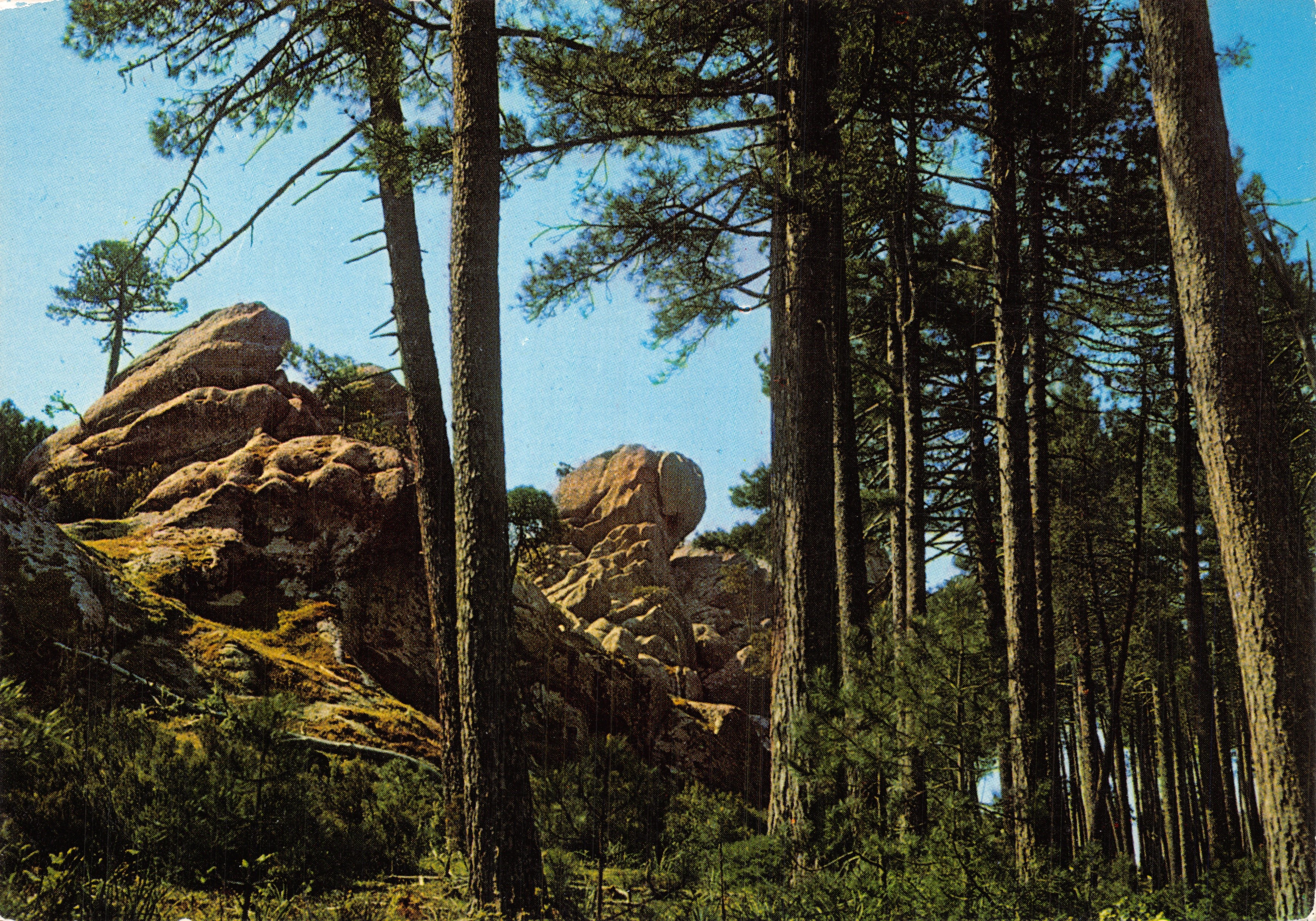 Woud van l'Ospedale — rotsen en pijnbomen — Éditions Lucien Bonaparte Ajaccio, N° 8