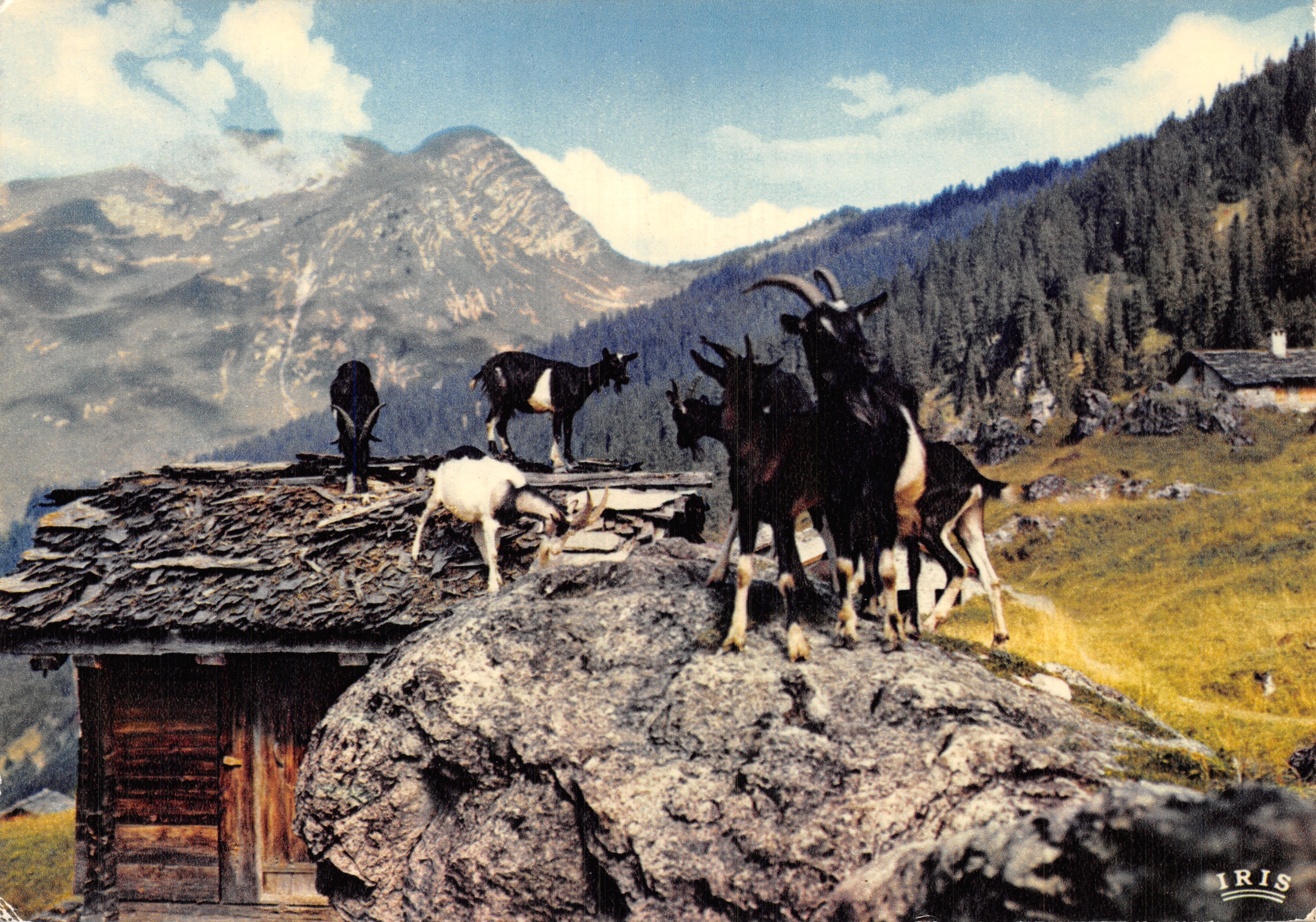 Capre su un tetto di una capanna montana — Les Lindarets, Savoie — editore IRIS