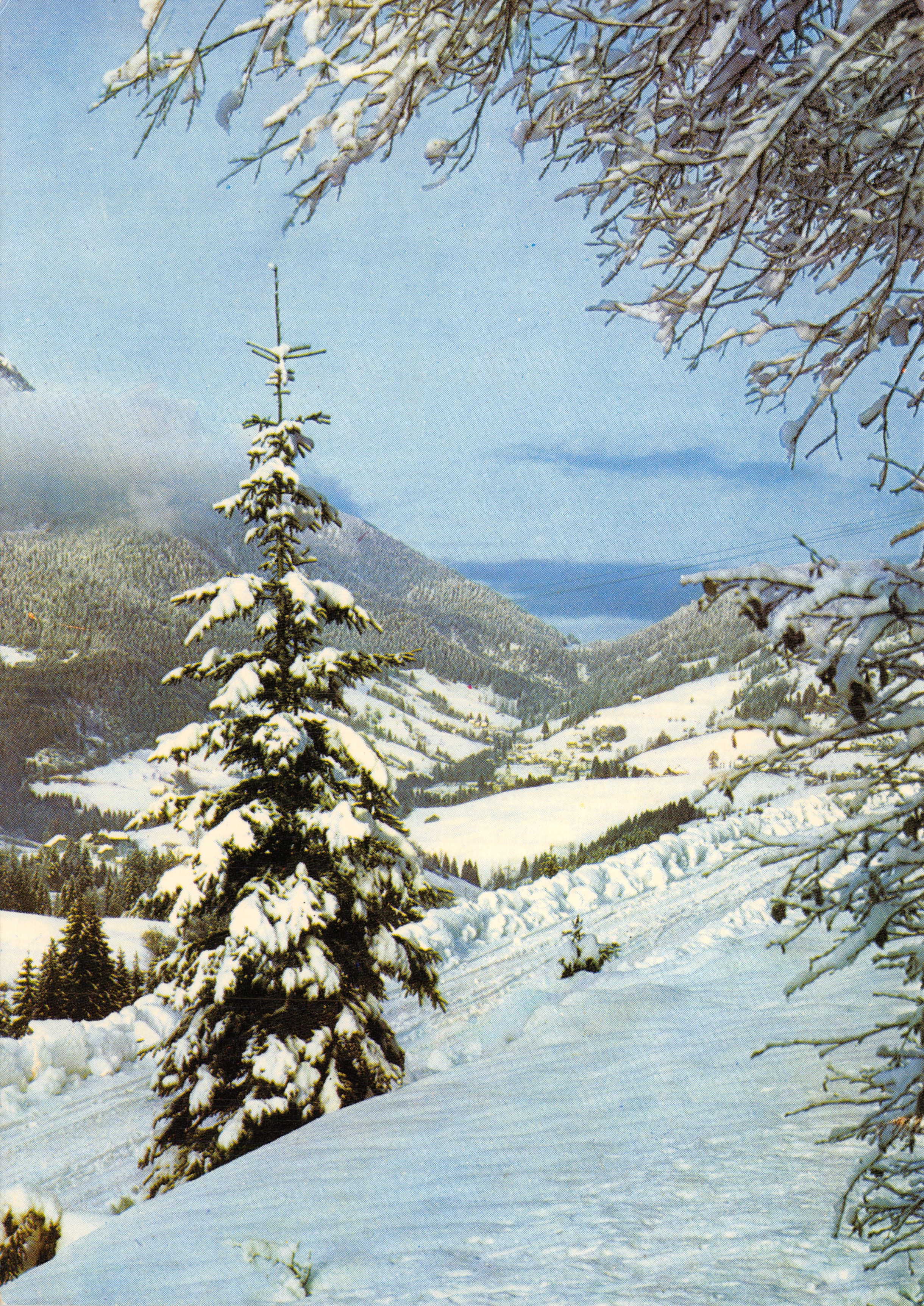 Paesaggio invernale — vista di una montagna innevata con un abete in primo piano — editore Orsins, serie PH 3