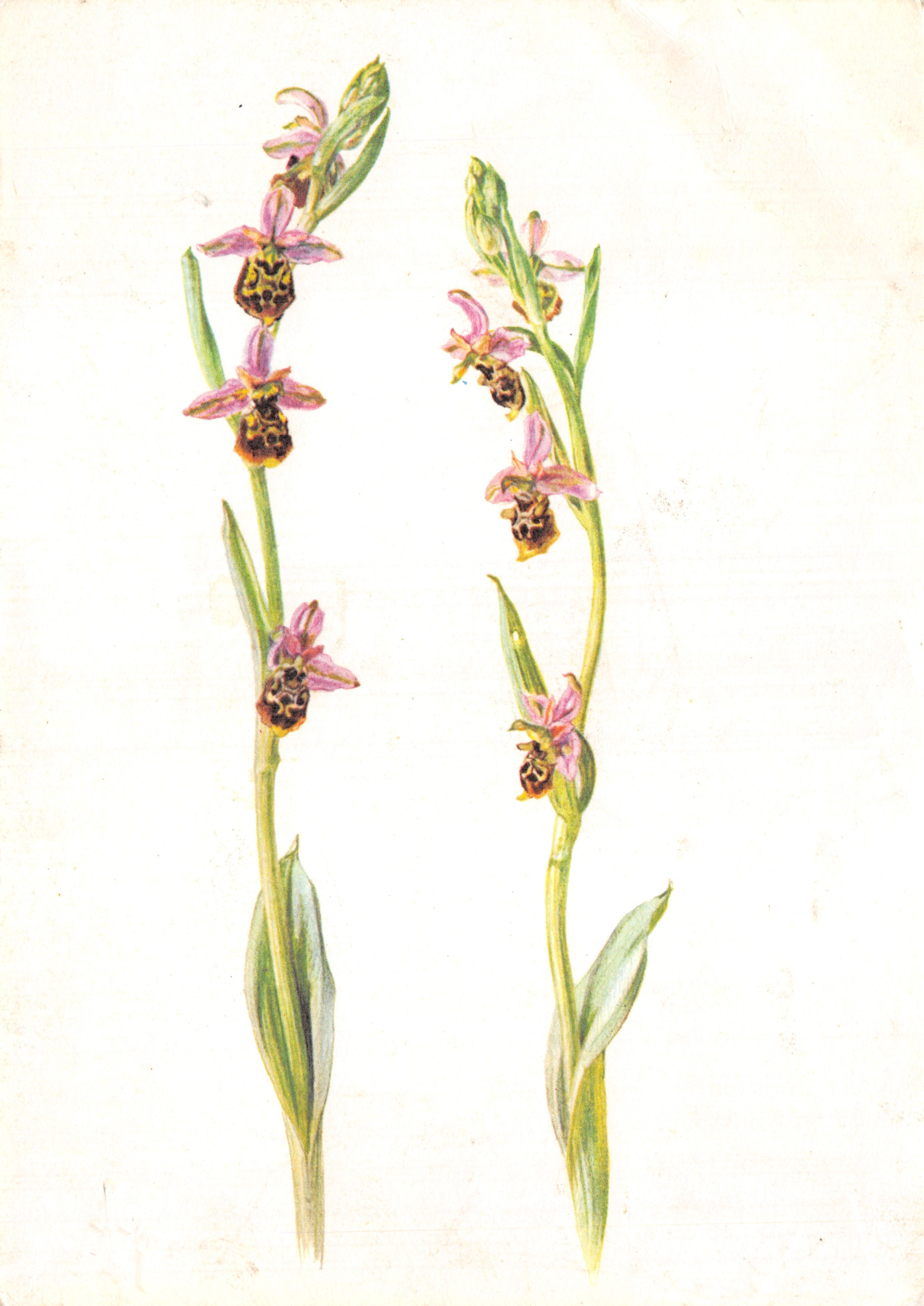 Orchidea ape — illustrazione botanica — editore Pia Roshardt