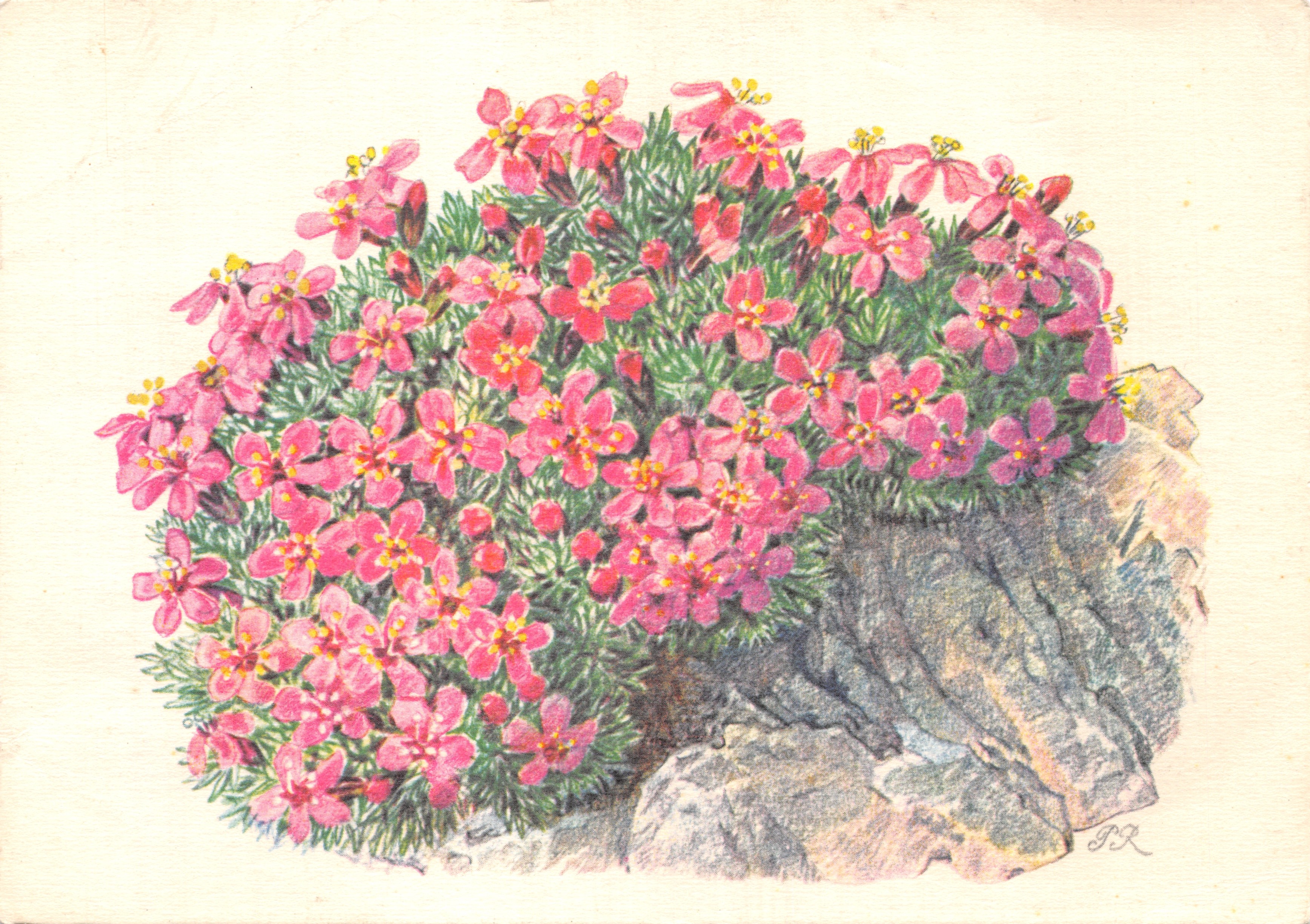 Silène à courte tige — illustration botanique — E. Lüpfe-Benz AG Rorschach