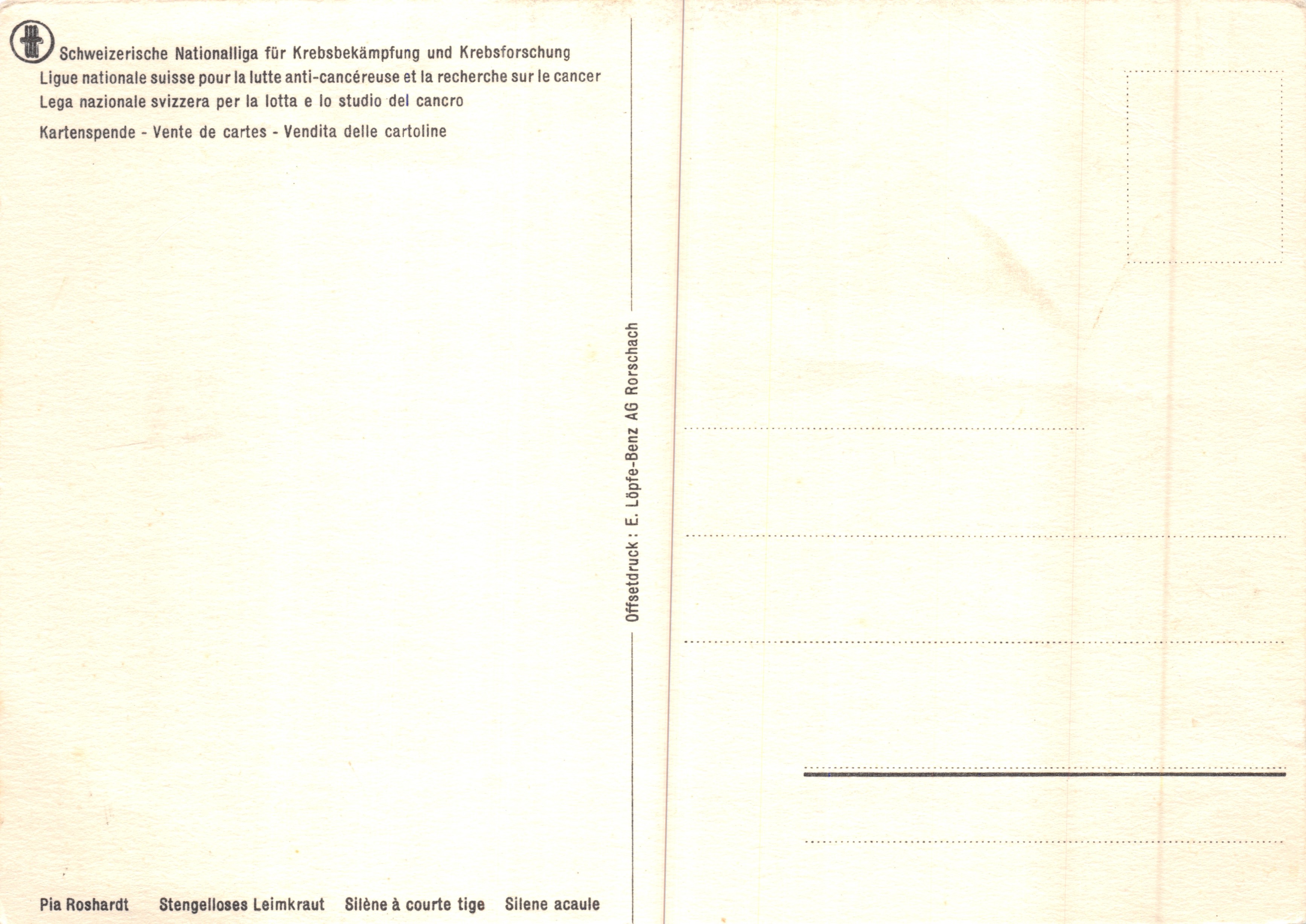 Silène à courte tige — illustration botanique — E. Lüpfe-Benz AG Rorschach — Verso