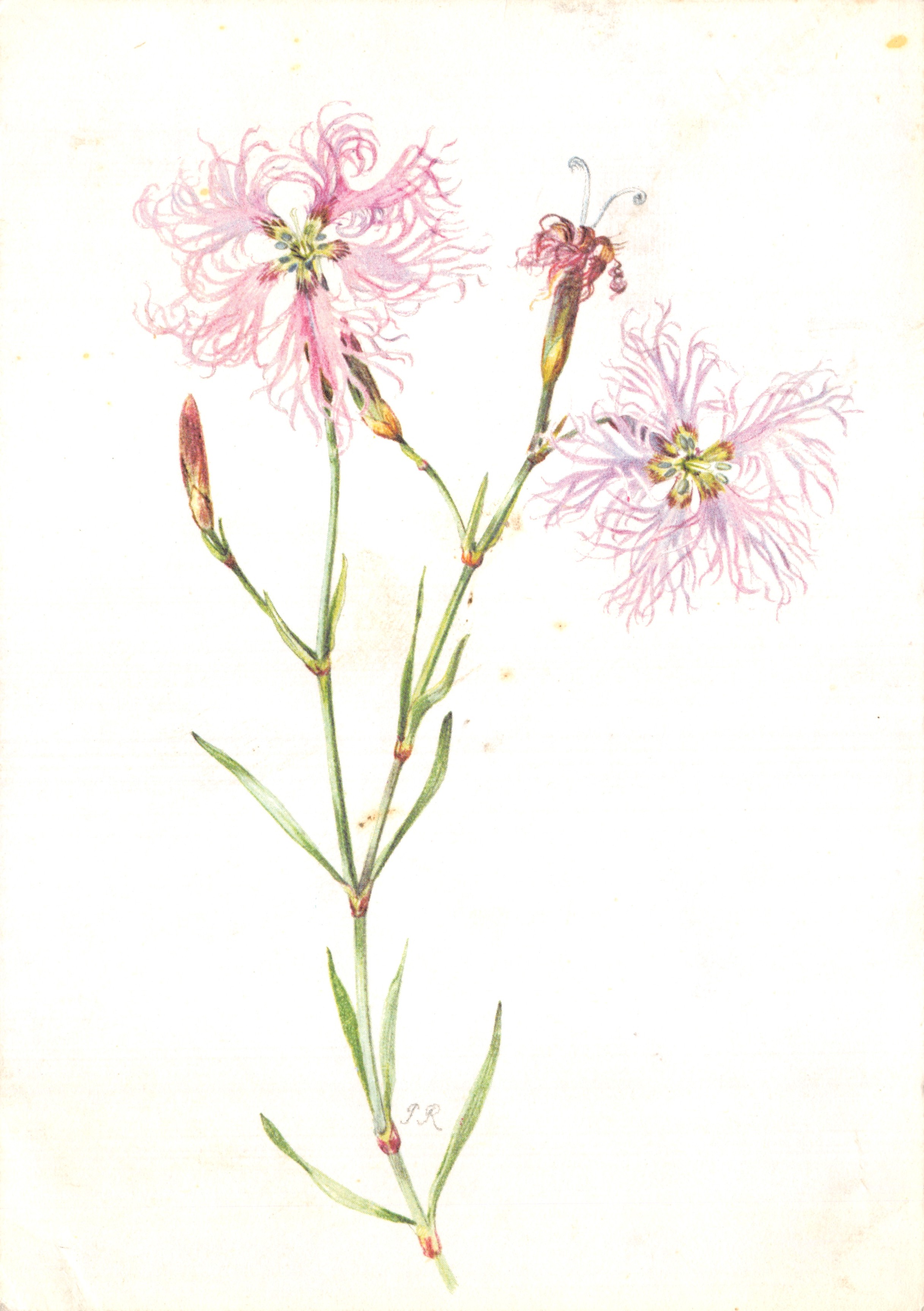 Fiore di Dianthus — disegno botanico — Pia Roshardt, Ginevra