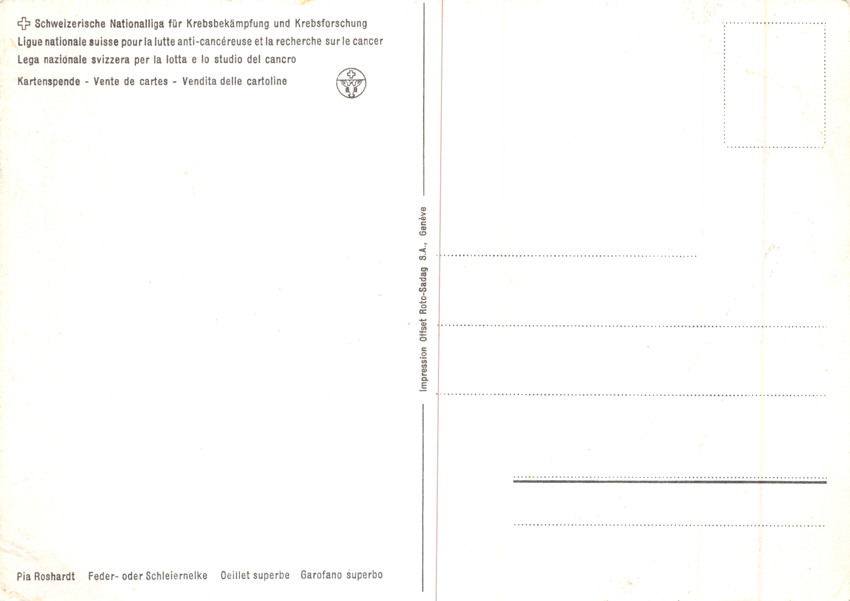 Fiore di Dianthus — disegno botanico — Pia Roshardt, Ginevra — Verso