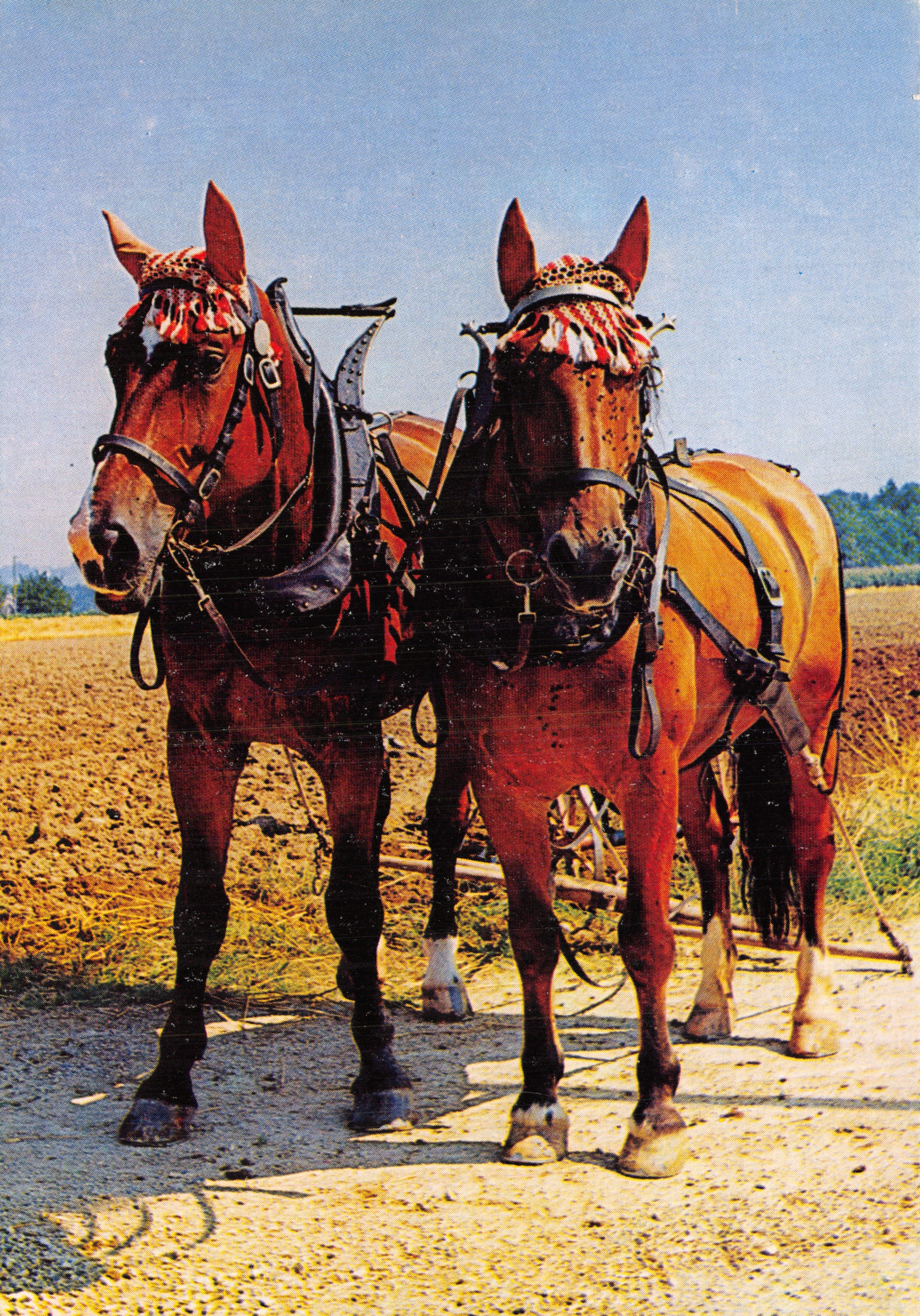 Dos caballos enganchados — escena de campo — editor no visible