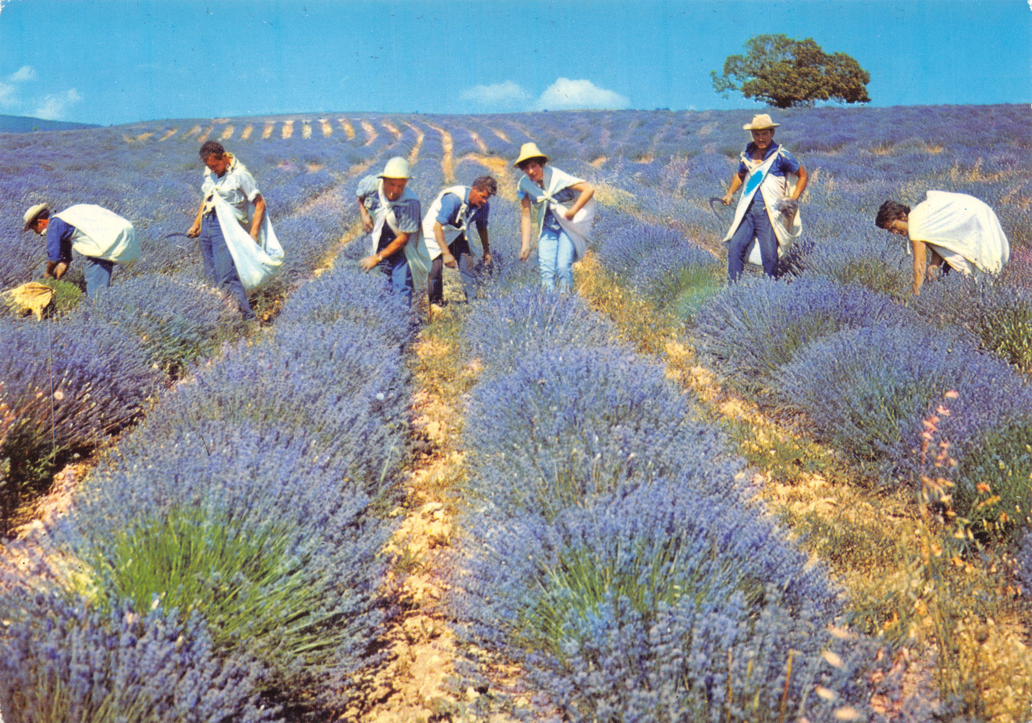 Cosecha de lavanda — campos en terrazas bajo un árbol aislado — Éditions de l'Économie, F.30507