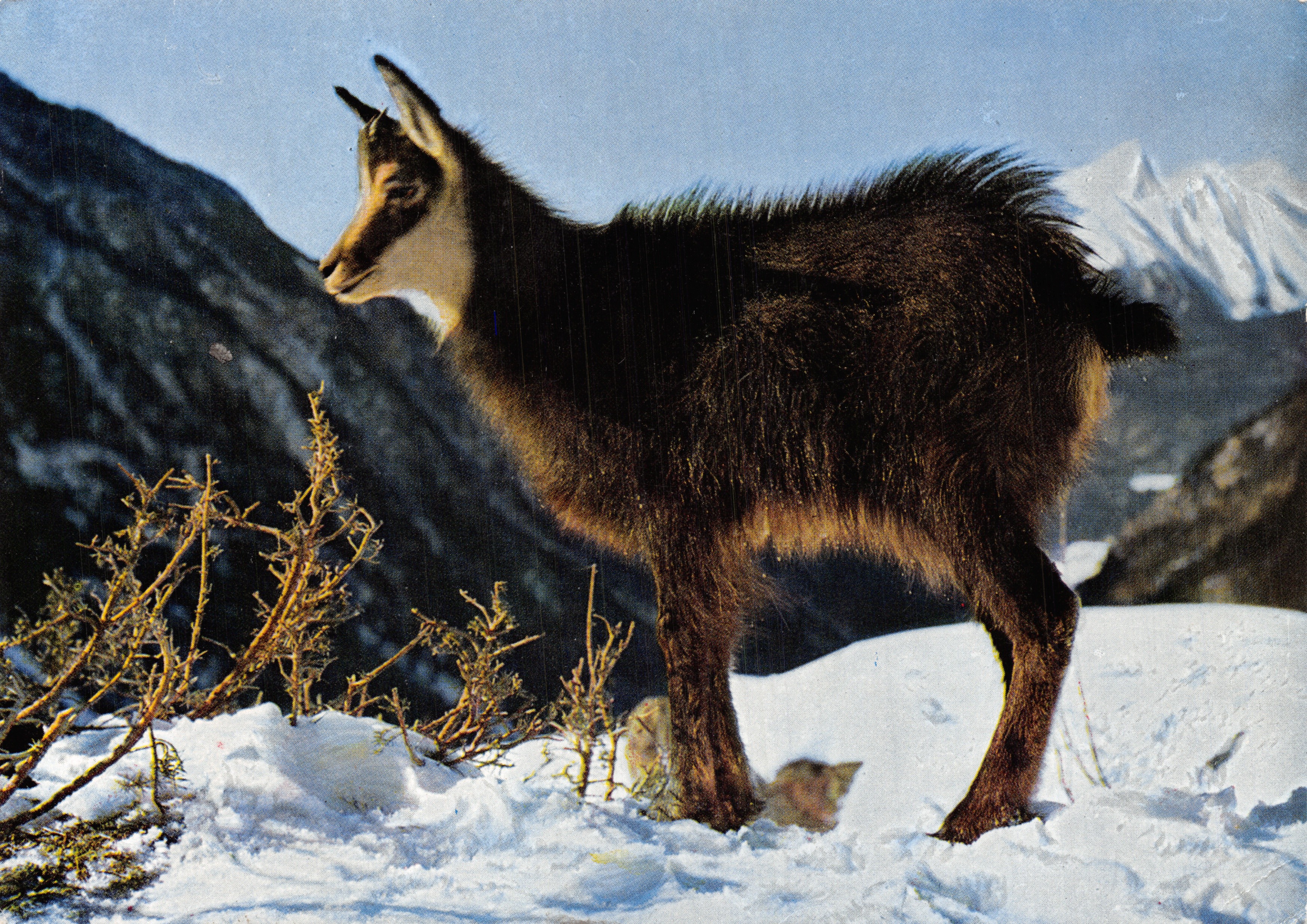 Gemelli — camoscio sulla neve — editore Meerkämper, Davos