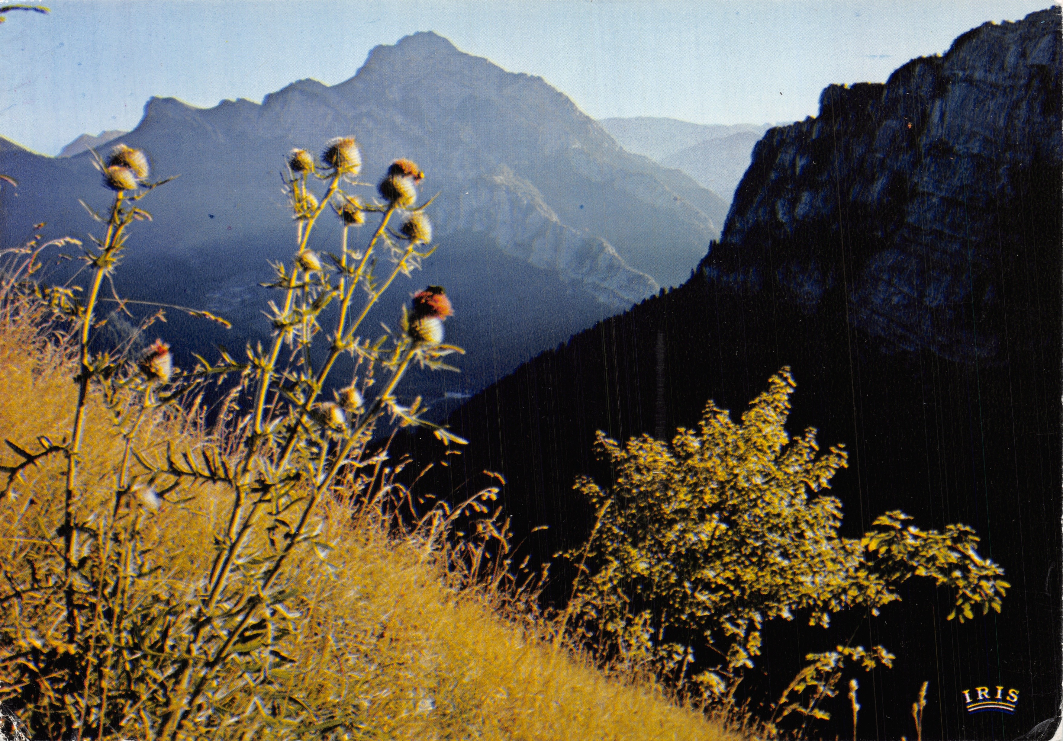 Montañas de la Chartreuse — vista panorámica con thuriferos en primer plano — editor IRIS