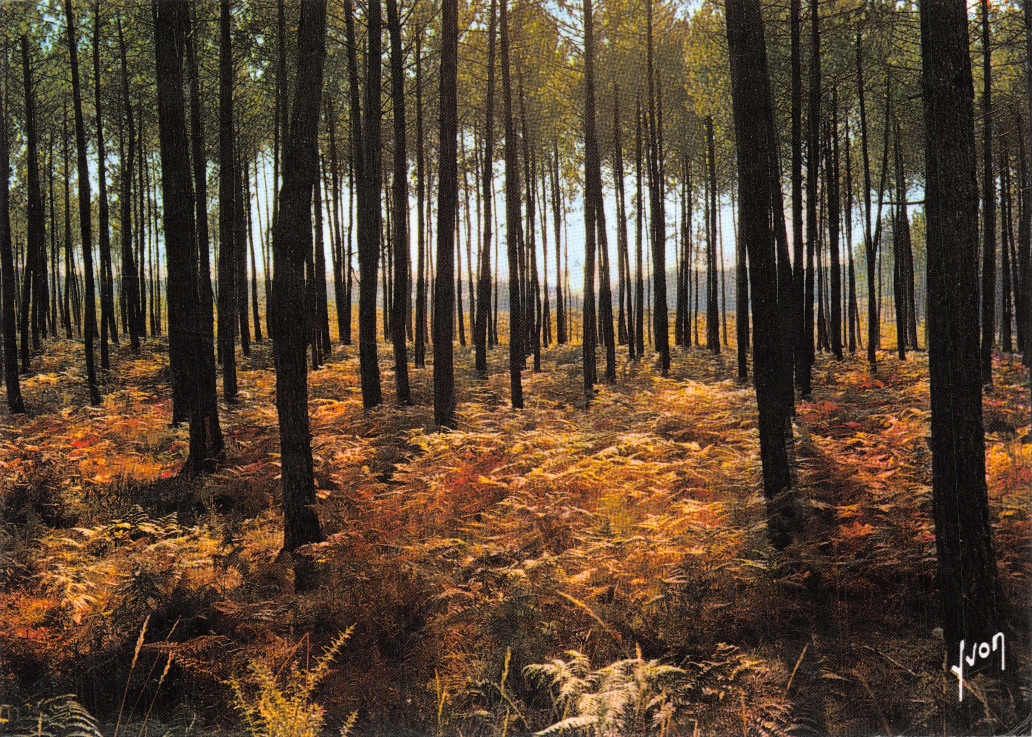 Bosque Landaise — escena de bosque con helechos soleados — Yvon, editor Éditions d'Art Yvon