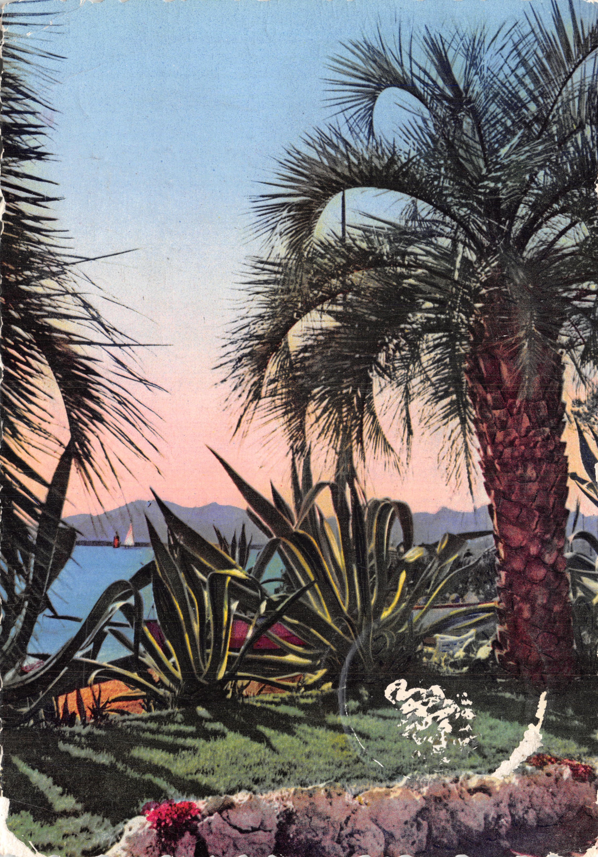 View of the sea between palm trees — Publisher S.F. 1.023. Palm trees