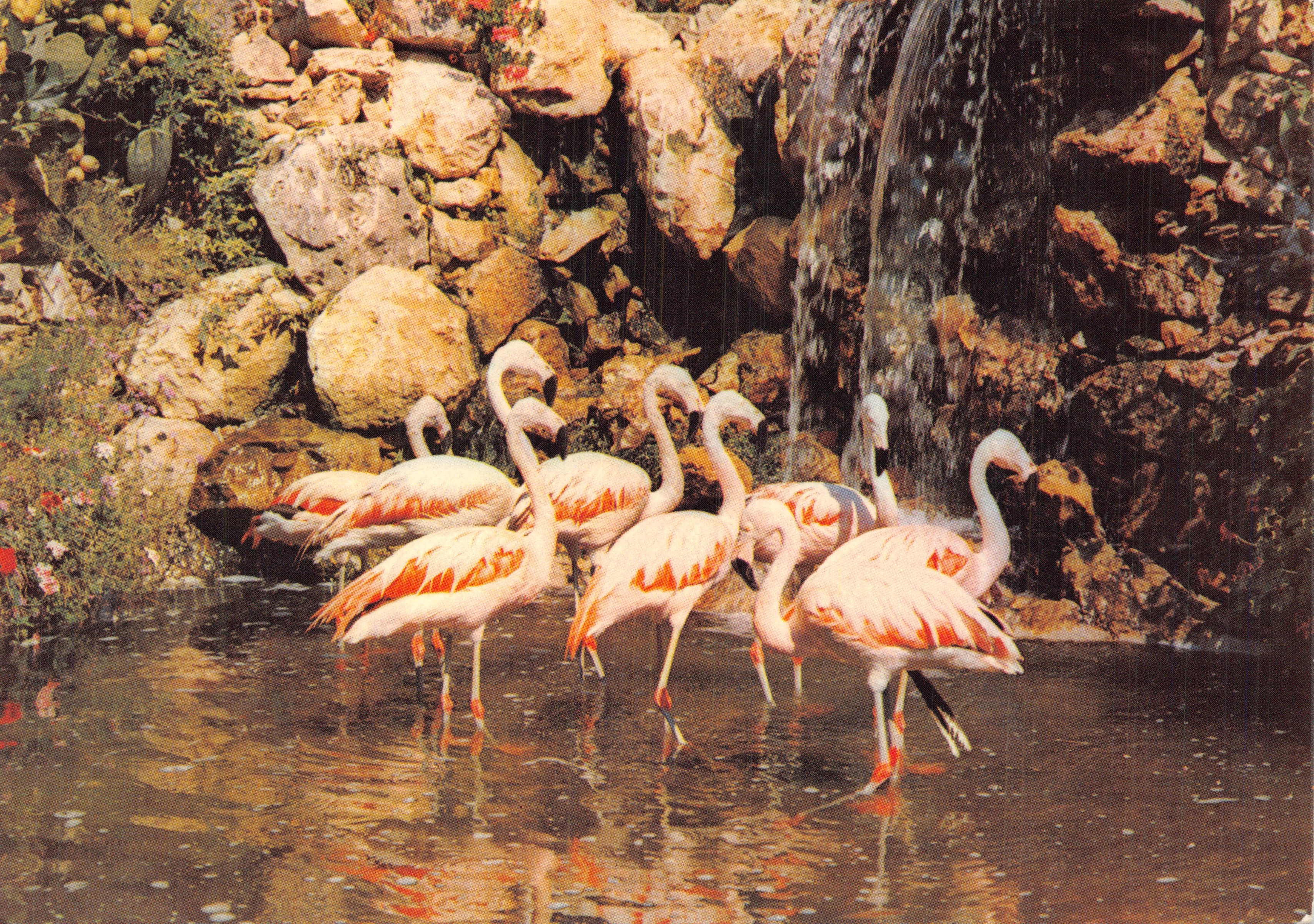 Giardino Esotico & Zoo — La cascata dei Flamingo del Cile — Edizioni Randol