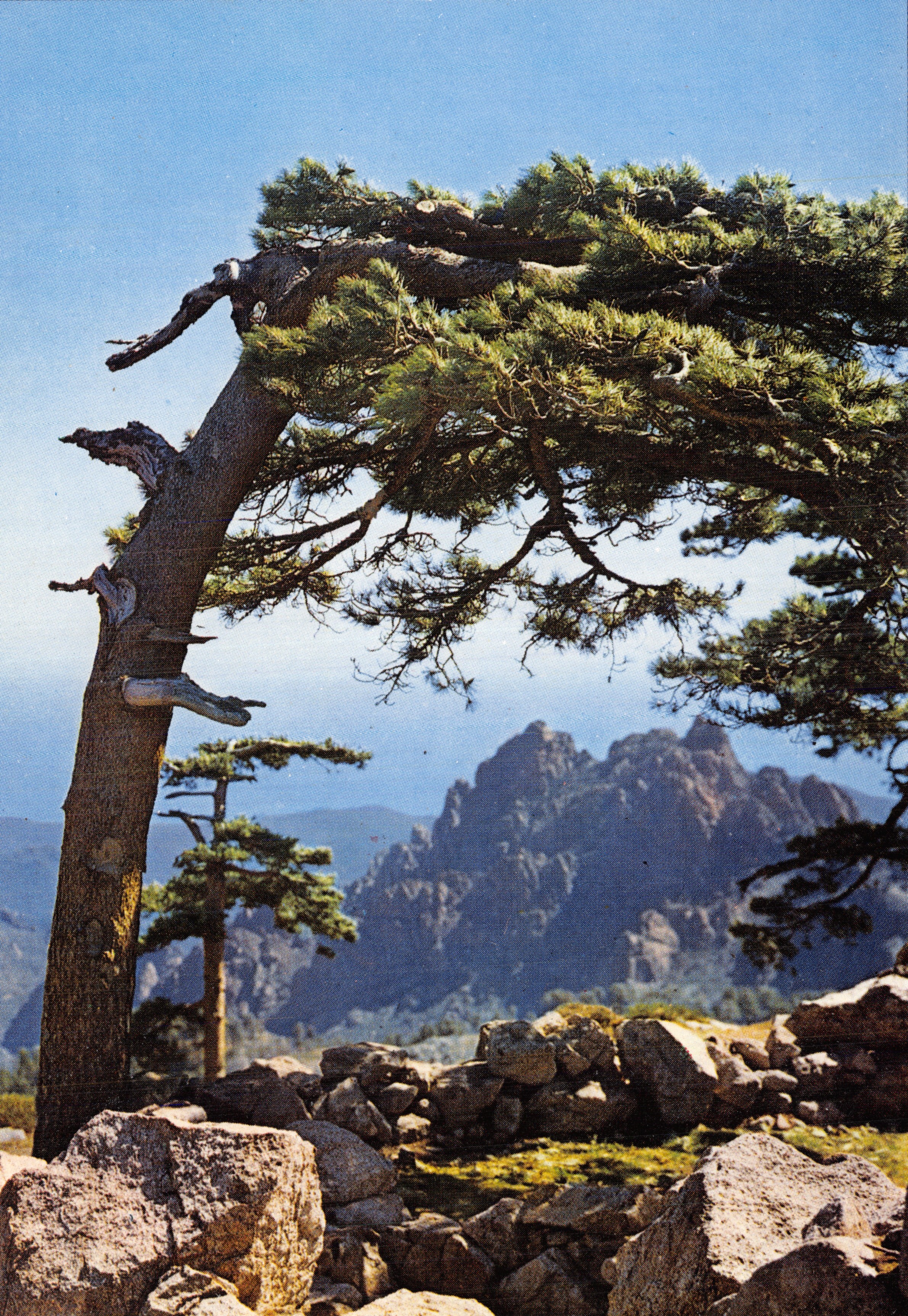 Pin solitaire sur les monts de Prilly — vue panoramique — éditeur non visible