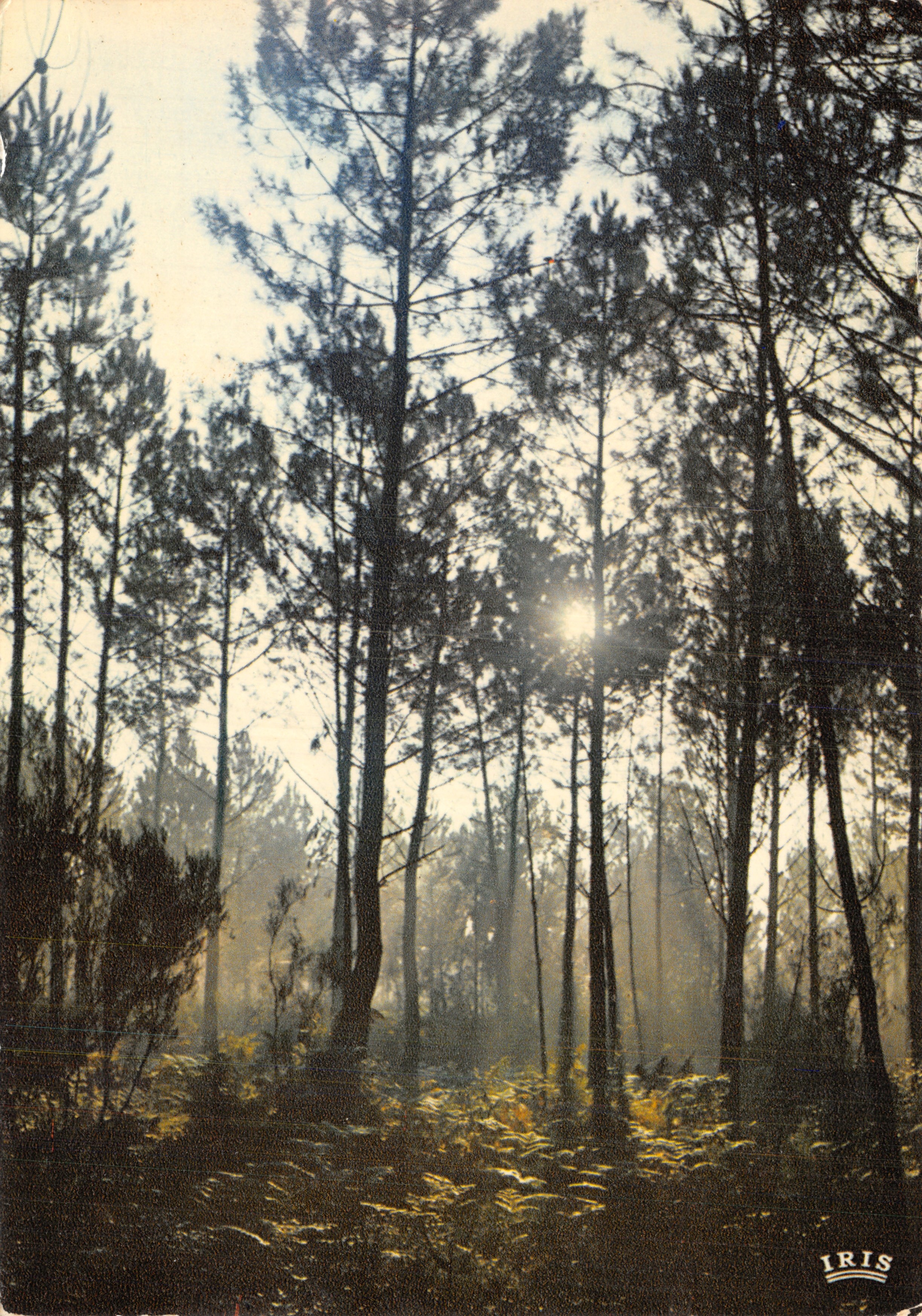 Foresta di pini — alba nella nebbia — editore IRIS