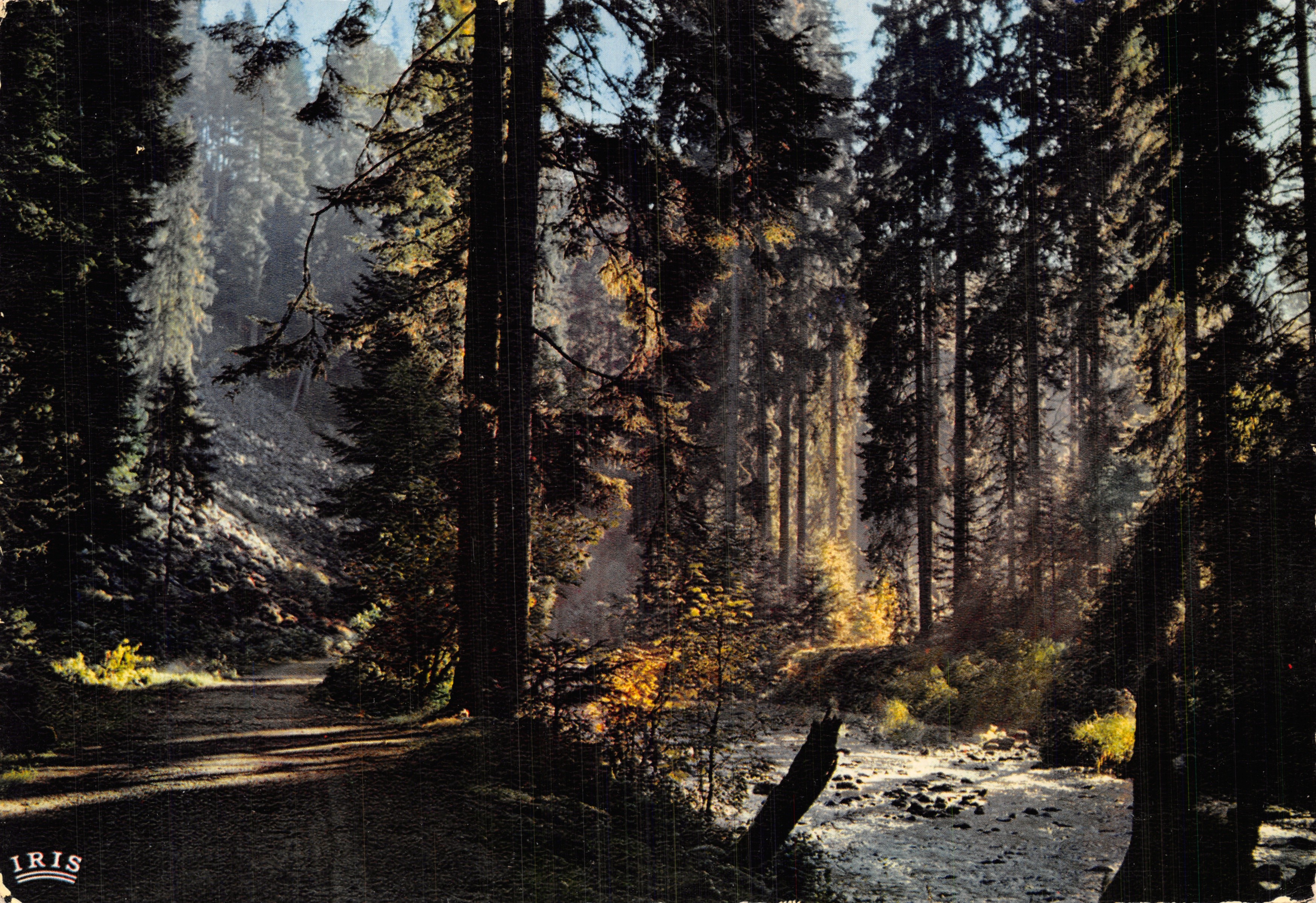 Foresta dei Vosgi — sottobosco con sentiero e ruscello — editore IRIS