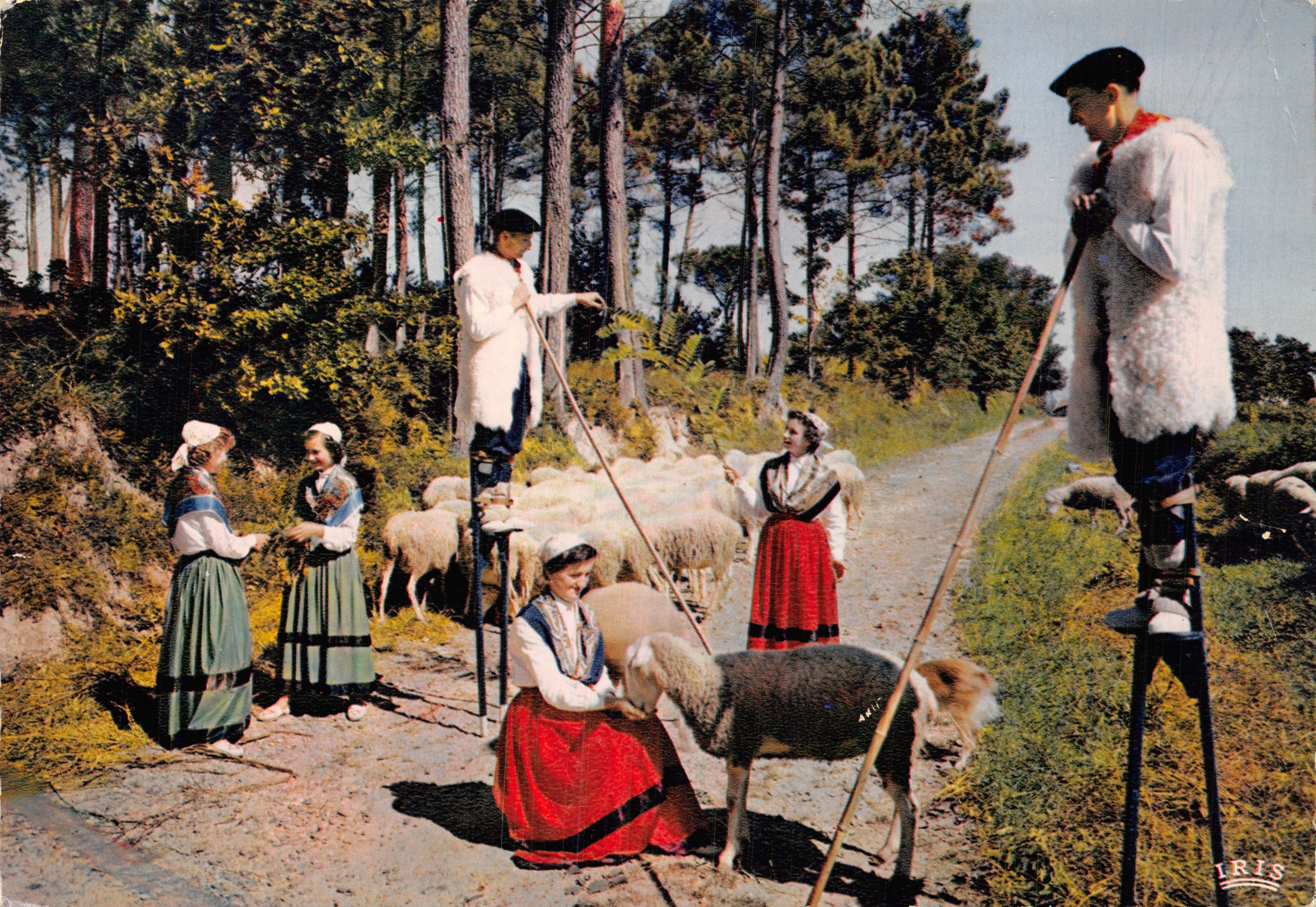 Scena pastorale — pastori su stecche in un bosco di pini — editore IRIS
