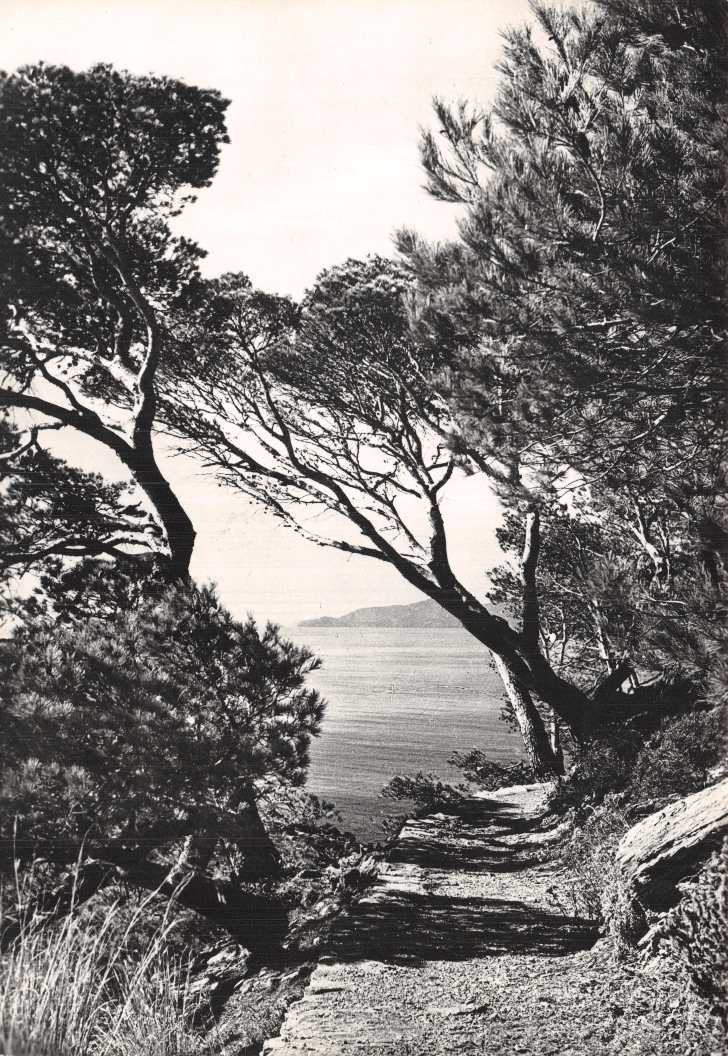 Sentiero fiancheggiato da pini — vista sul mare — Photo Lemaire, Le Lavandou (Var)
