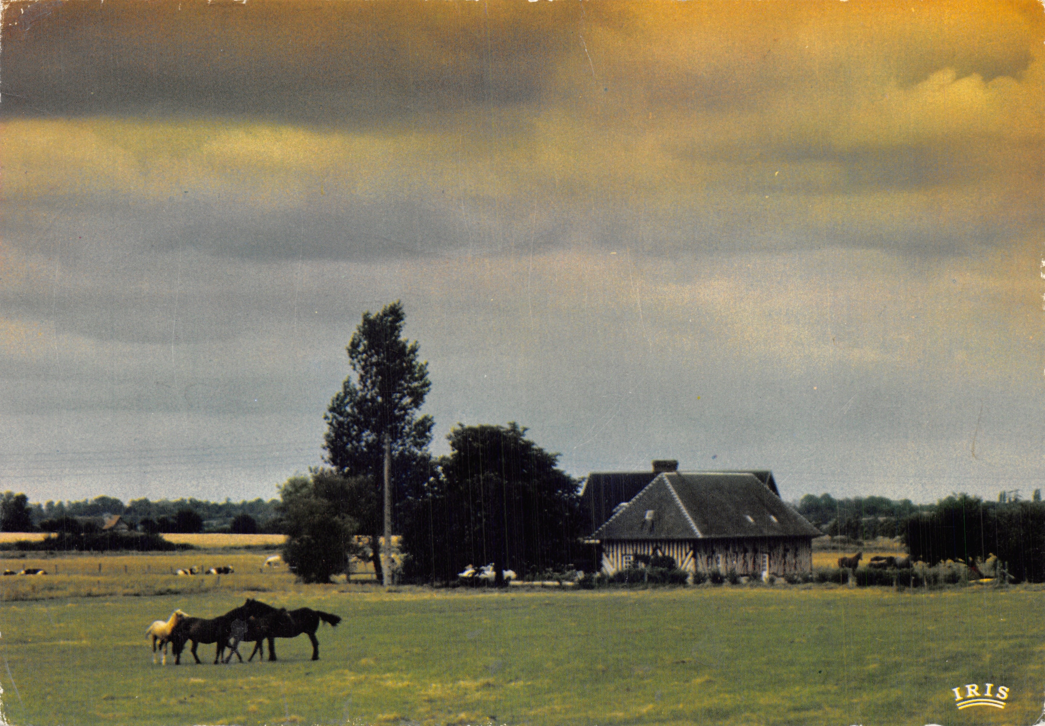 Un haras — escena rural con caballos y granero — editor IRIS