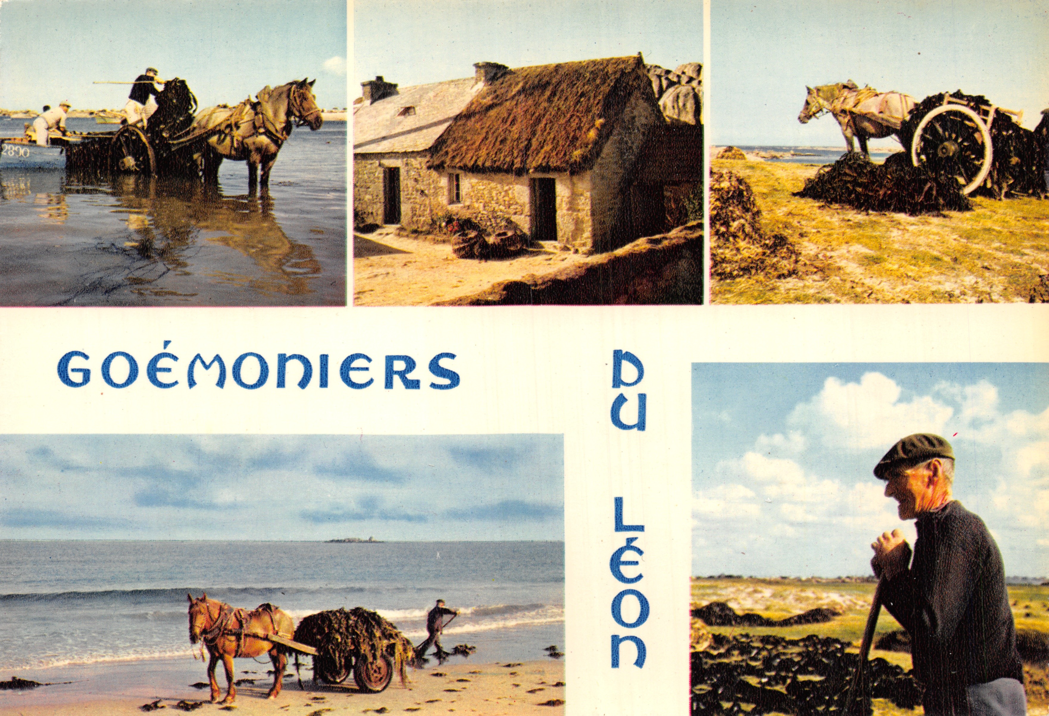 Goémoniers du Léon — Scènes de ramassage, transport et maison du goémonier
