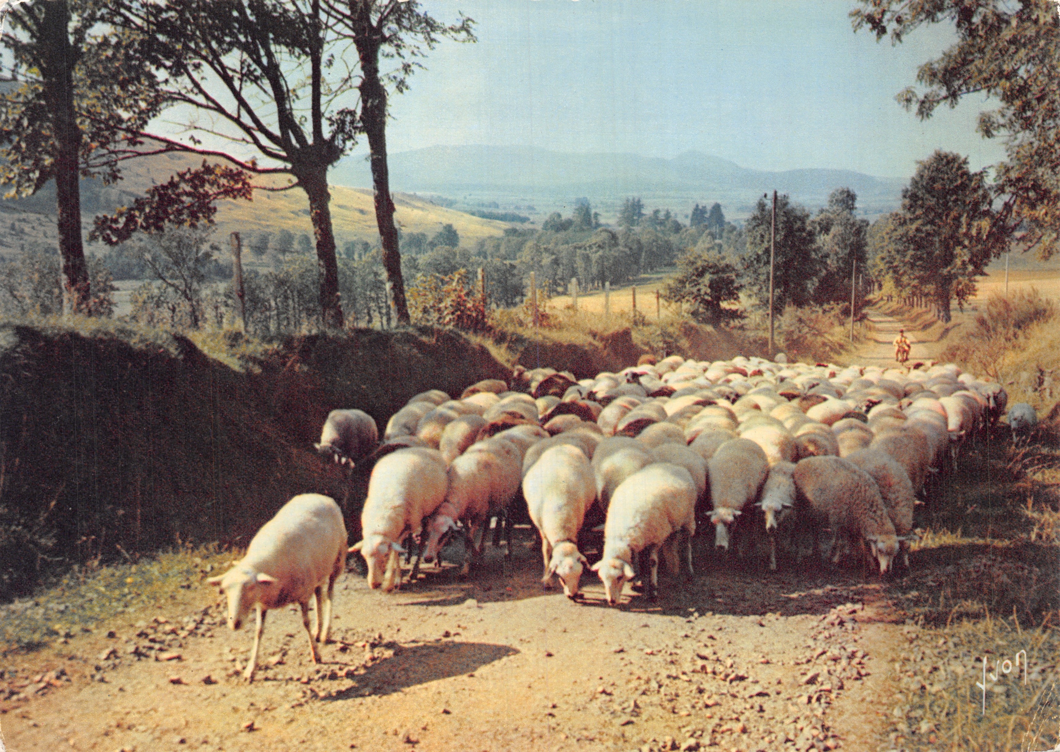 Paisaje rural — rebaño de ovejas cruzando una carretera — editor YVON, n.º 980