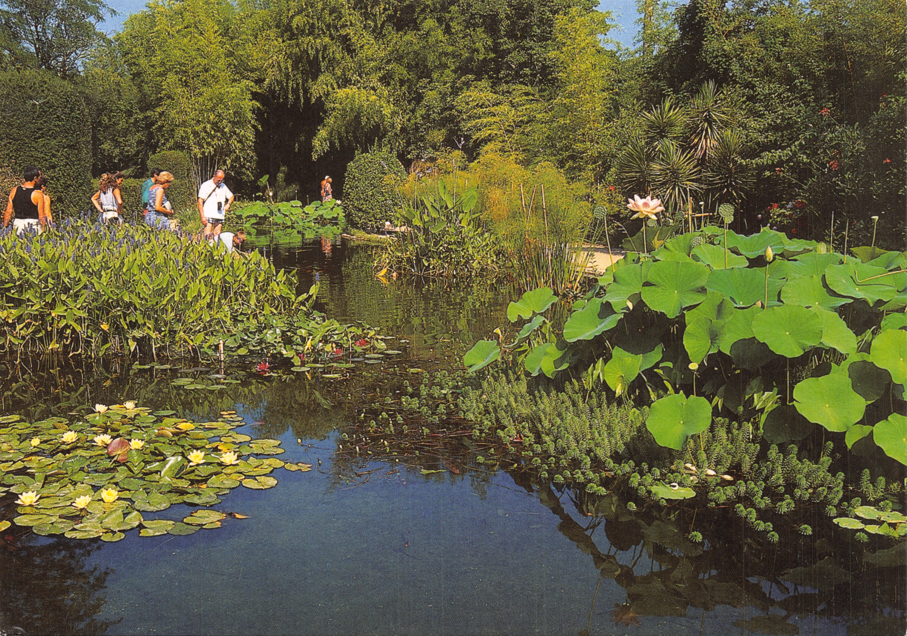Jardin aquatique — La Bambouseraie — éditeur LA BAMBOUSERAIE, réf. 9802