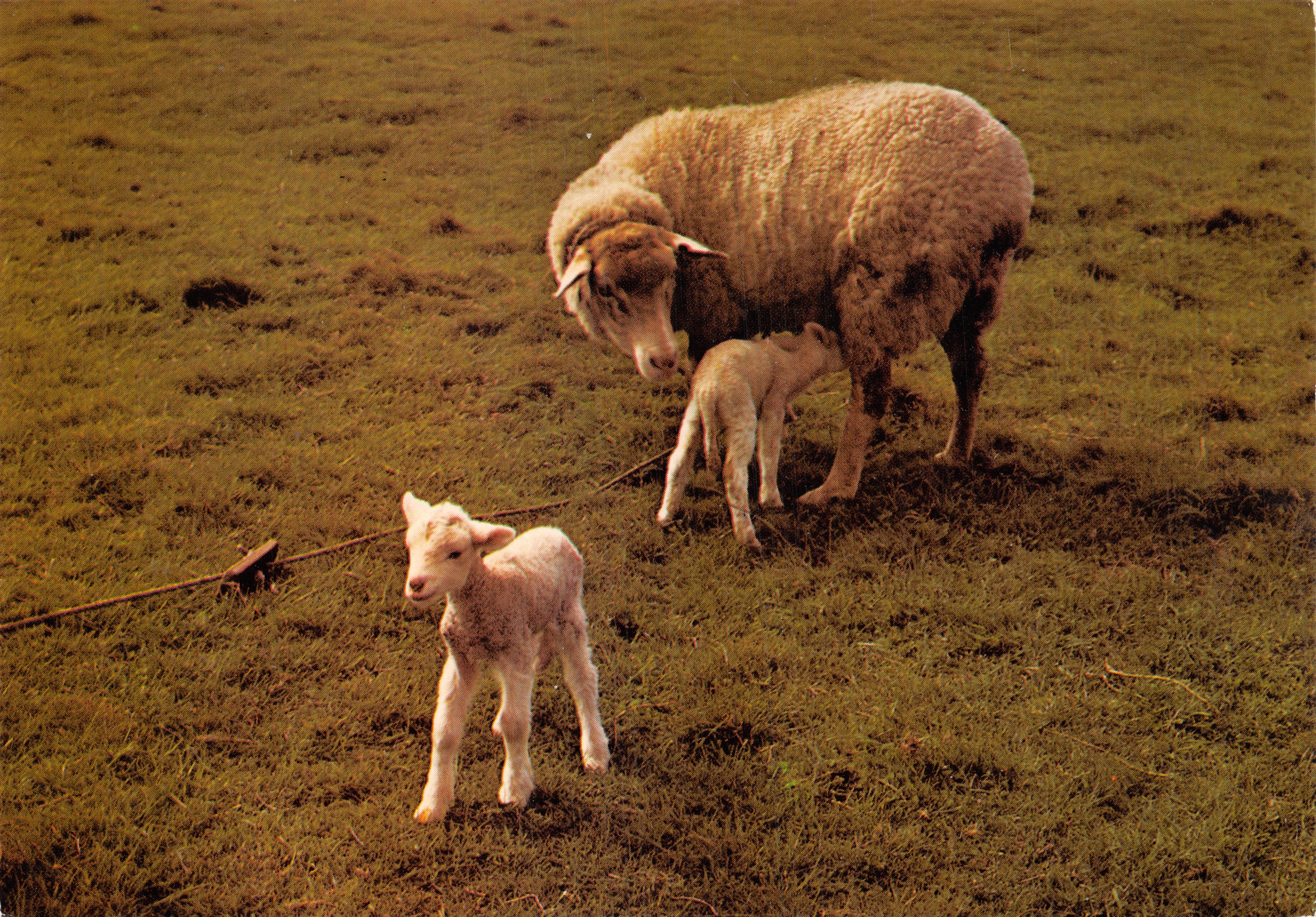 Élevage de moutons — scène pastorale — Éditions Le Doaré, série C.1060