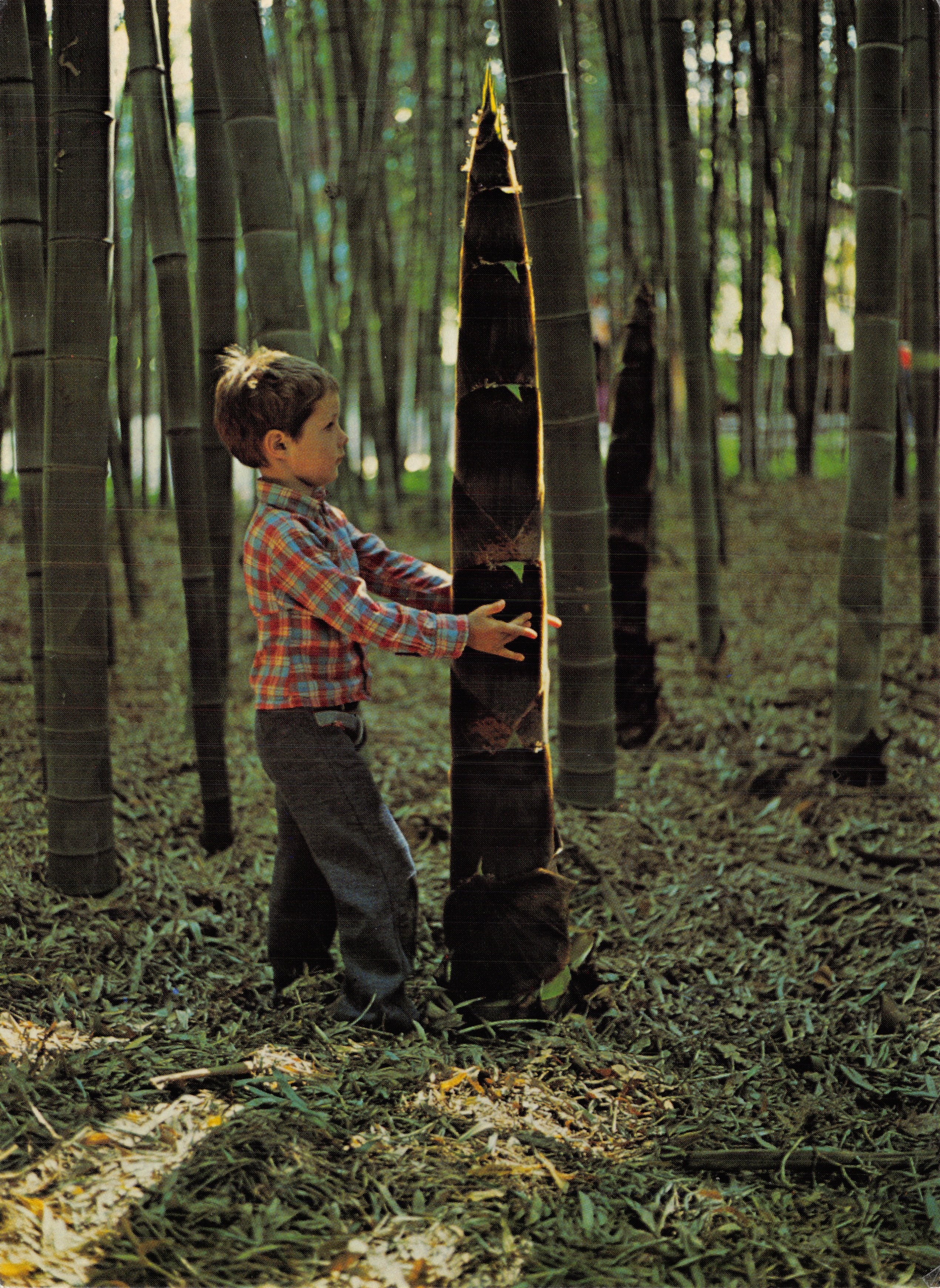 Jeune pousse de bambou — scène dans une forêt de bambou — éditeur BAMBUSERAIE DE PRAFRANCE, n° 30140 ANDUZE
