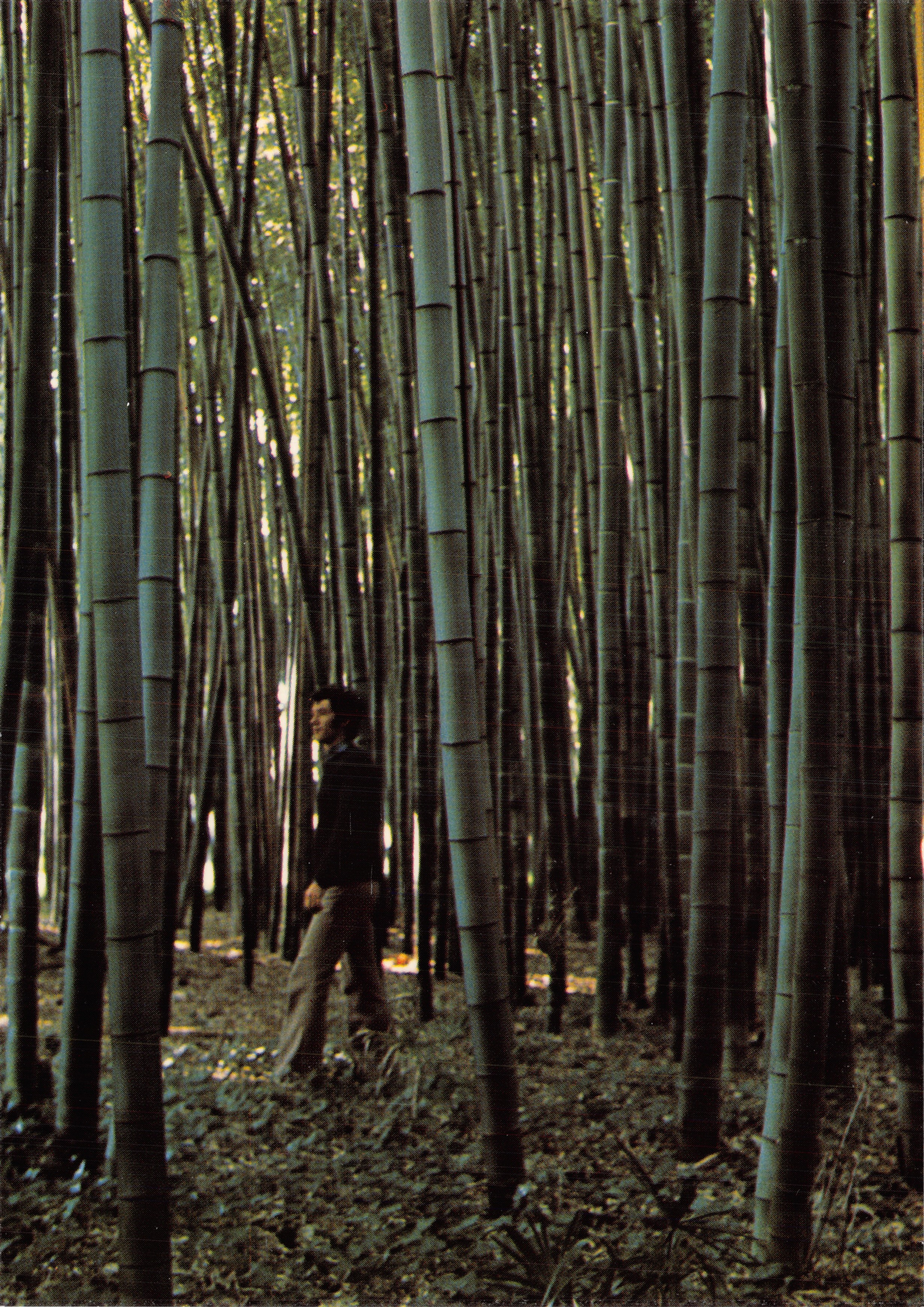 Forêt de bambous géants — Bambuseraie de Prafrance, Anduze — Imprimerie Modern'Offset, 30610 Sauve