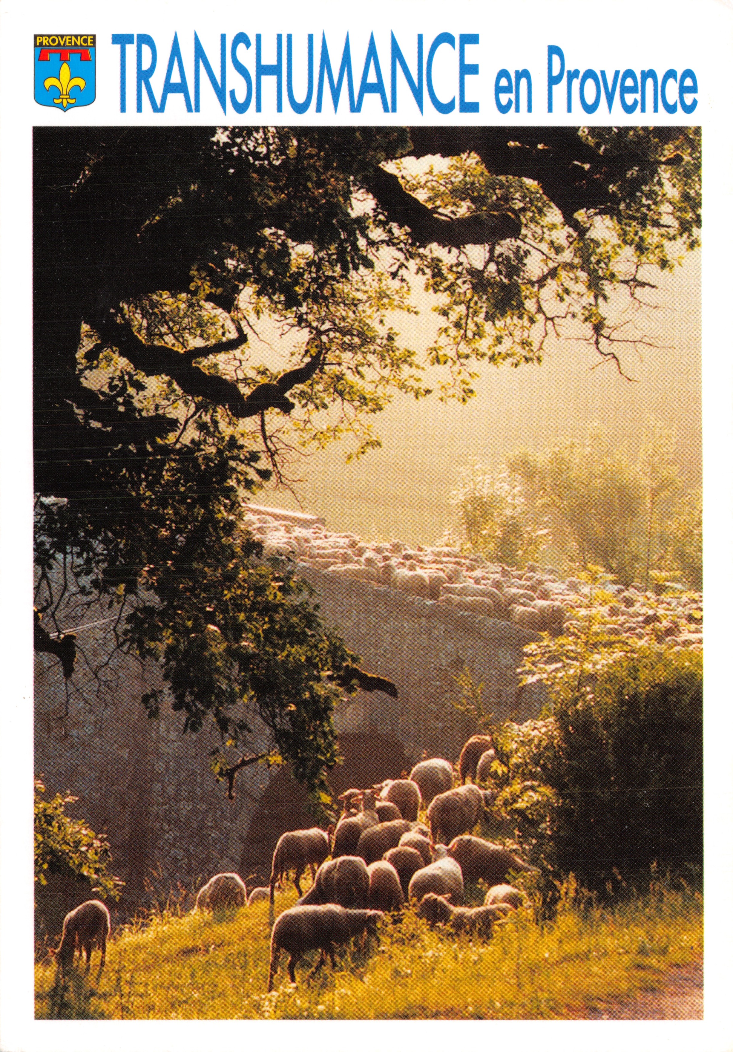 Transhumance en Provence — scène de troupeaux traversant un paysage montagneux sous un arbre — éditeur GUY BORENS, n° C 155