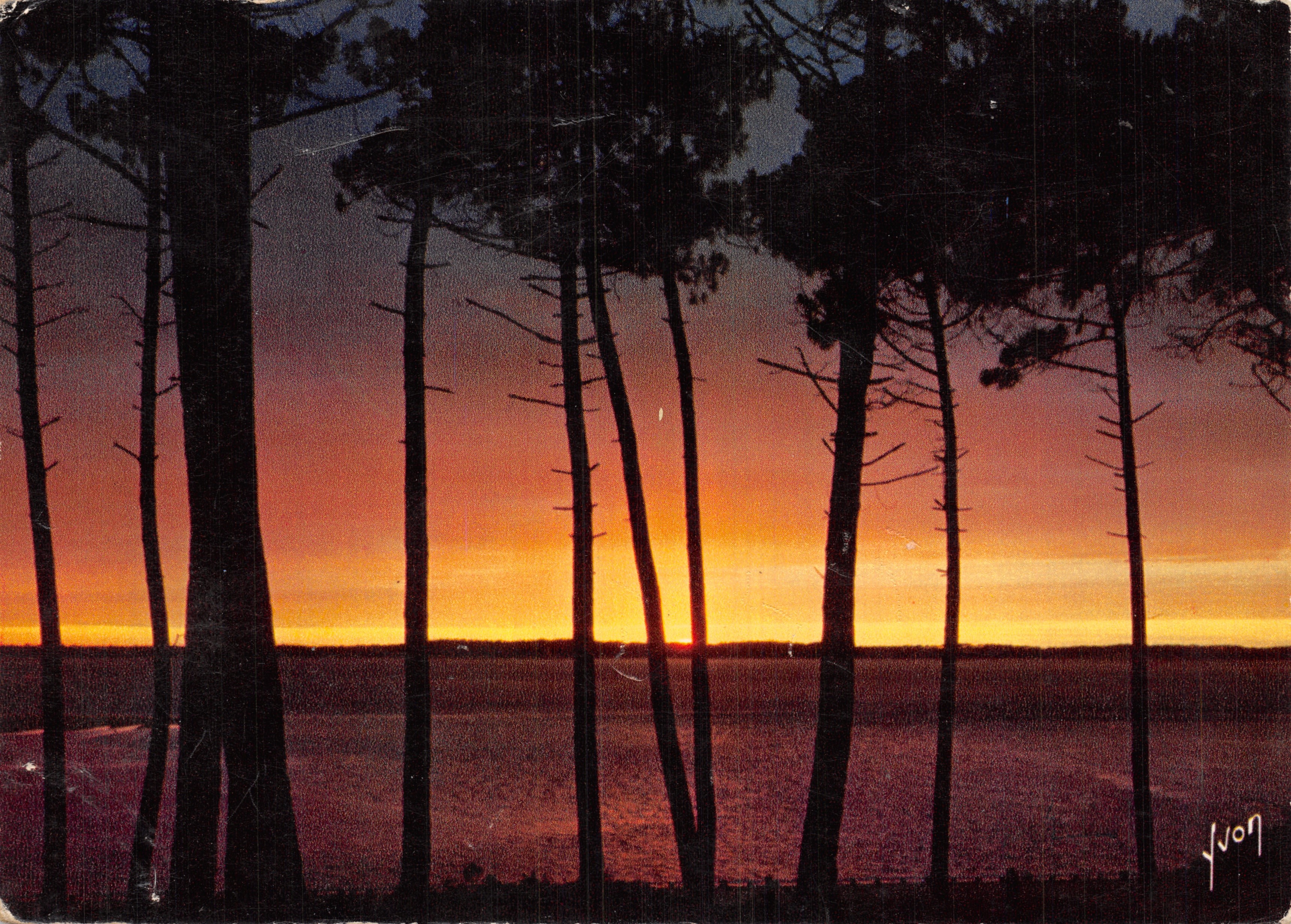 Puesta de sol entre los pinos — Bosque, golf — Ediciones de arte (Seine) n° 301