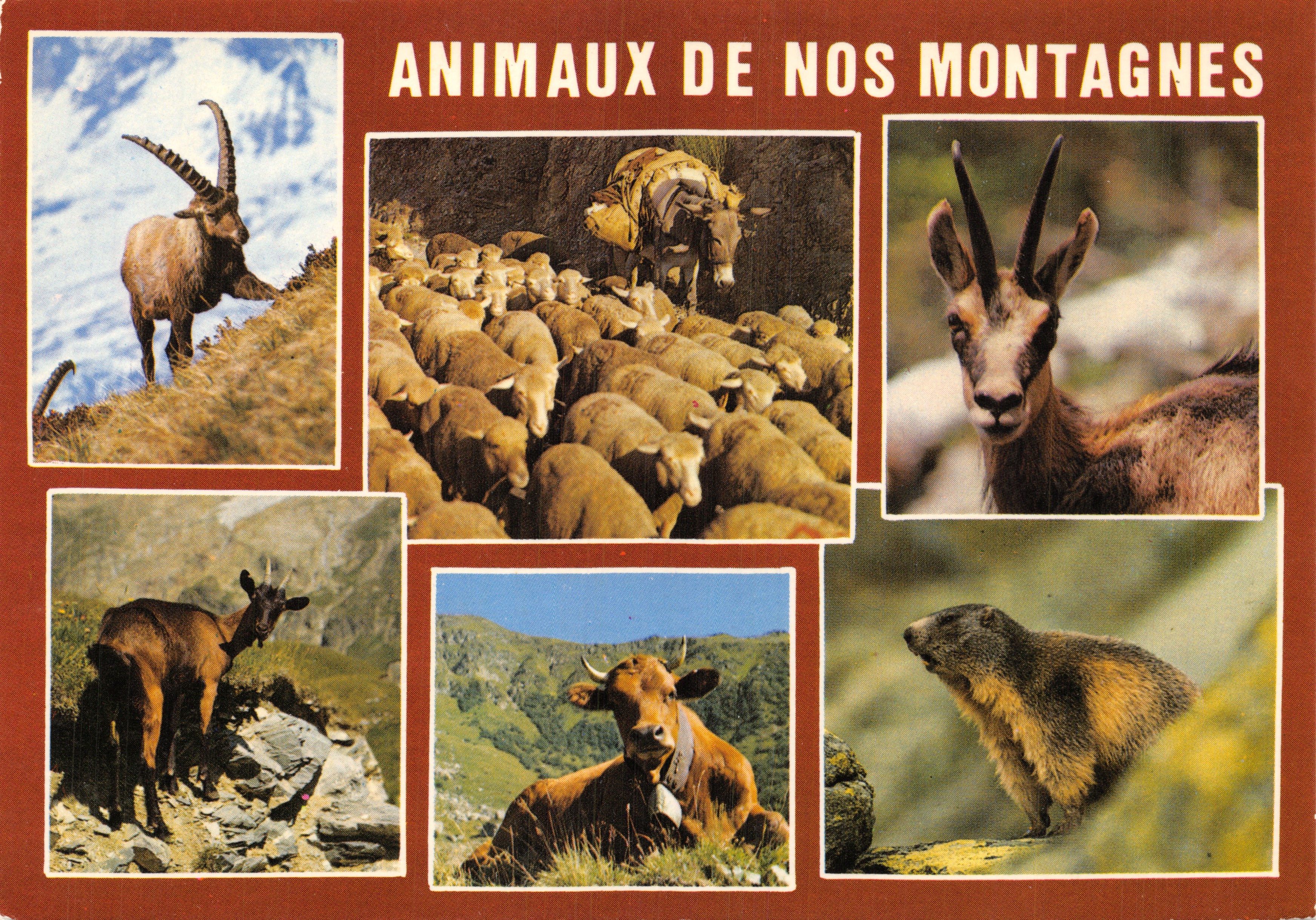 Animaux de nos montagnes — série de six animaux en montagne — Éditions EDY CHAMBERY