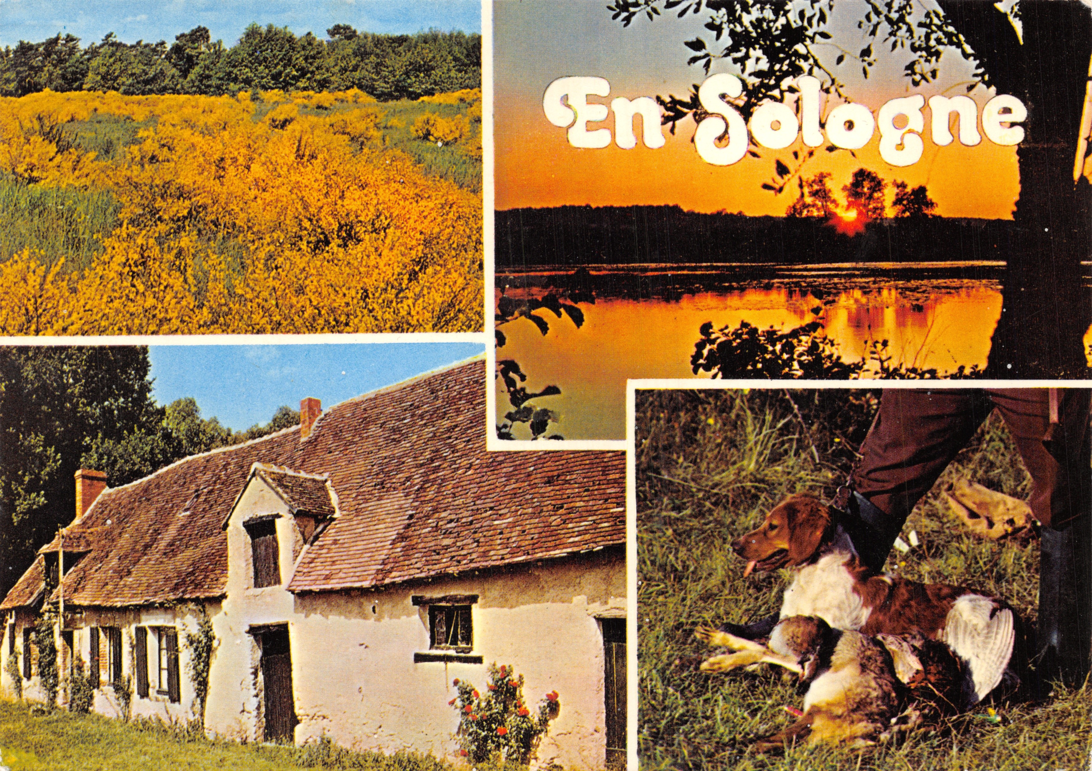 En Sologne — campo de flores amarillas, atardecer sobre estanque, casa tradicional, cazador con perro y gansos — editor Repro. Interdite