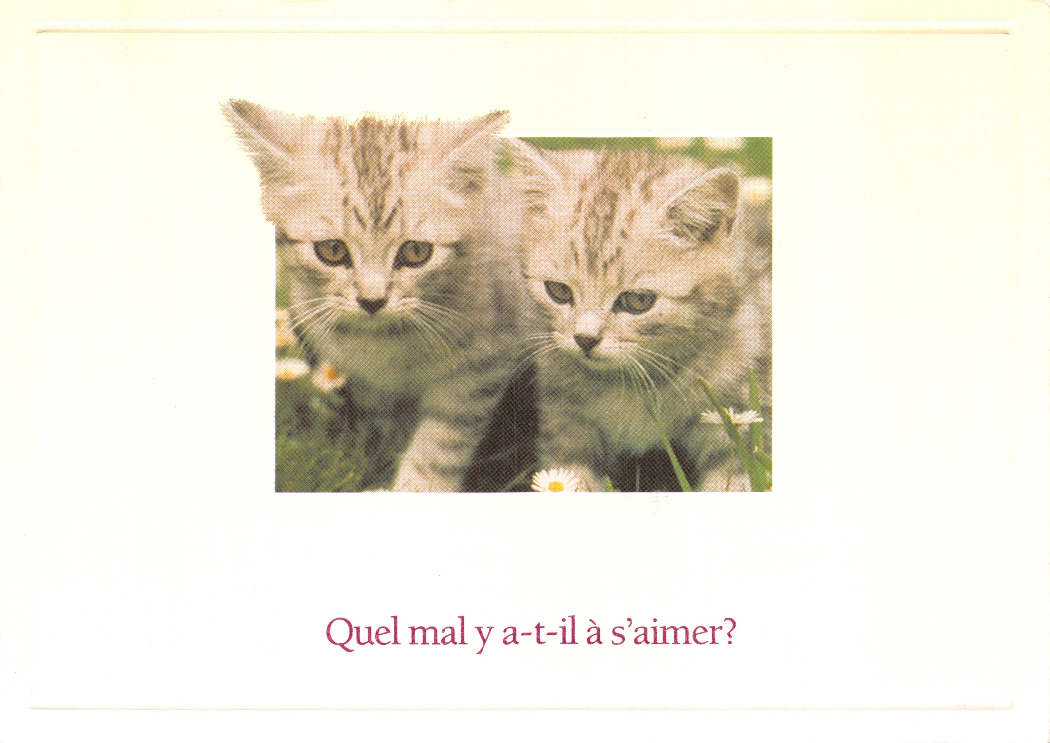 Twee kitten — in een bloemenveld — Connections, nr. 002504